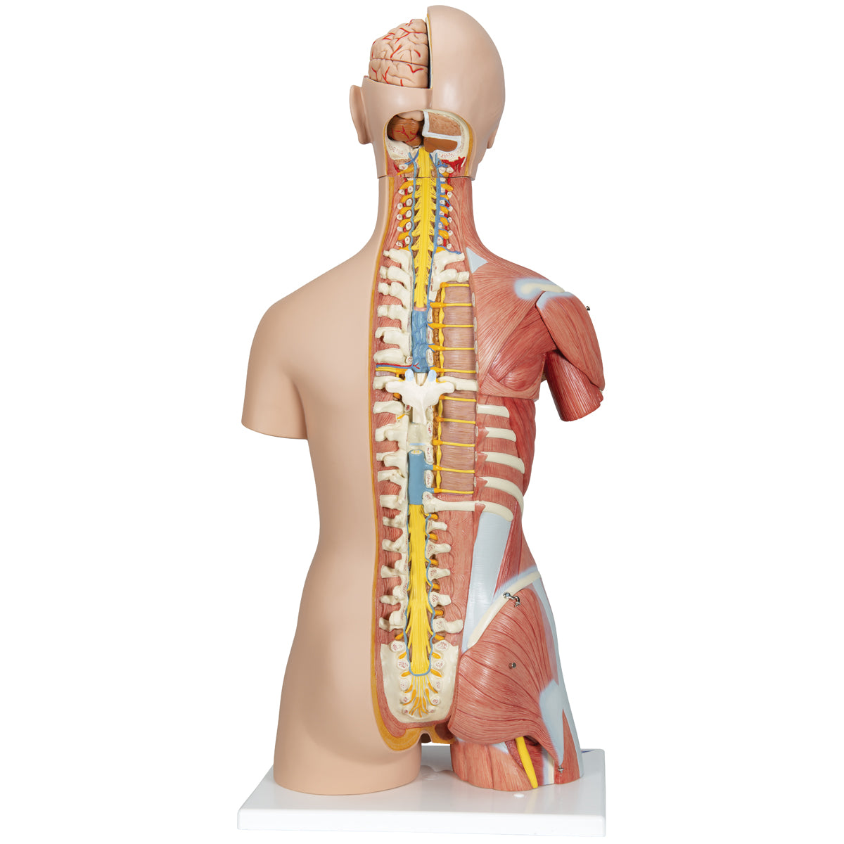 Deluxe Dual Sex Human Muscle Torso Model, 31 part