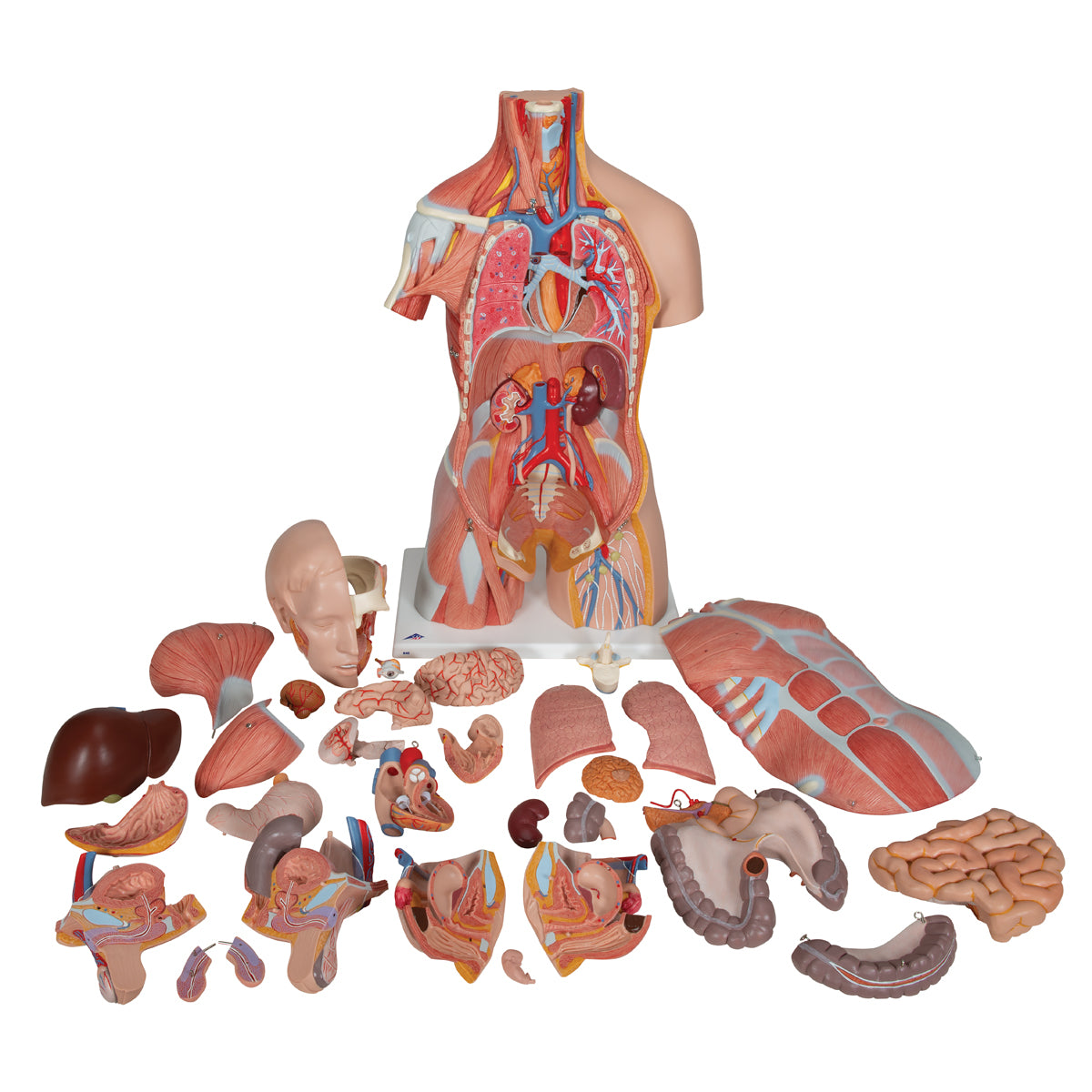 Deluxe Dual Sex Human Muscle Torso Model, 31 part