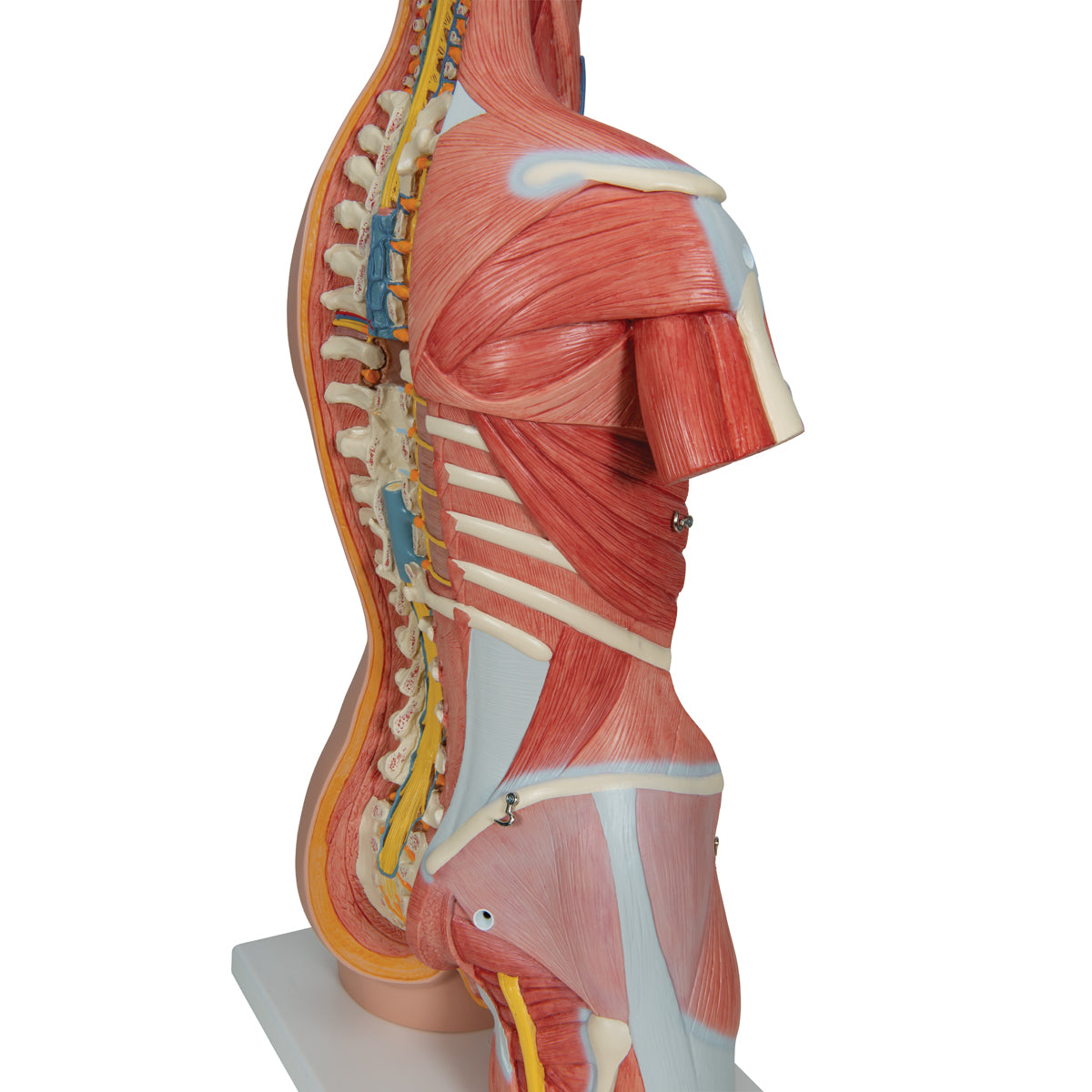 Deluxe Dual Sex Human Muscle Torso Model, 31 part