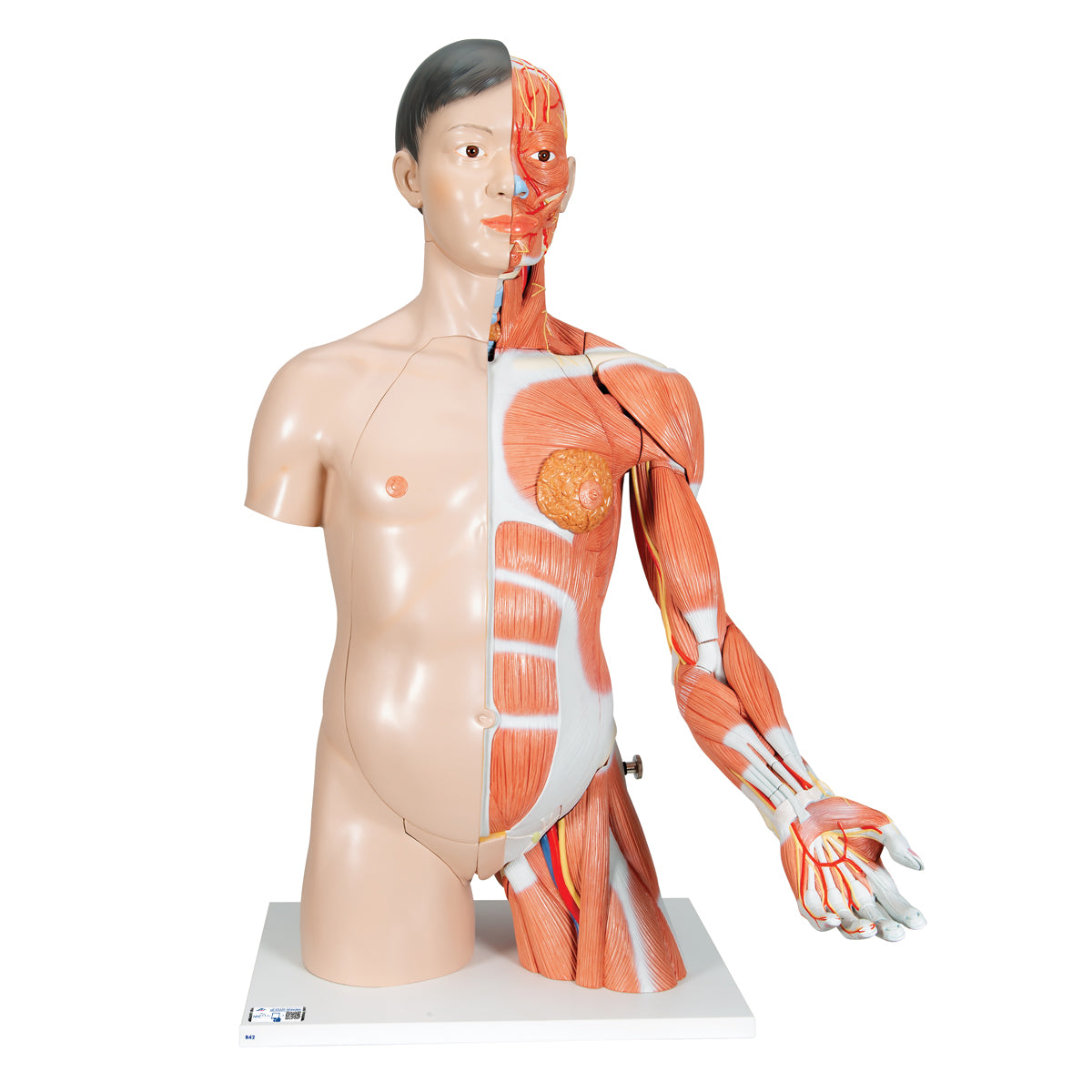 Life-Size Asian Dual Sex Human Torso Model with Muscular Arm, 33 part