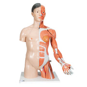 Life-Size Asian Dual Sex Human Torso Model with Muscular Arm, 33 part