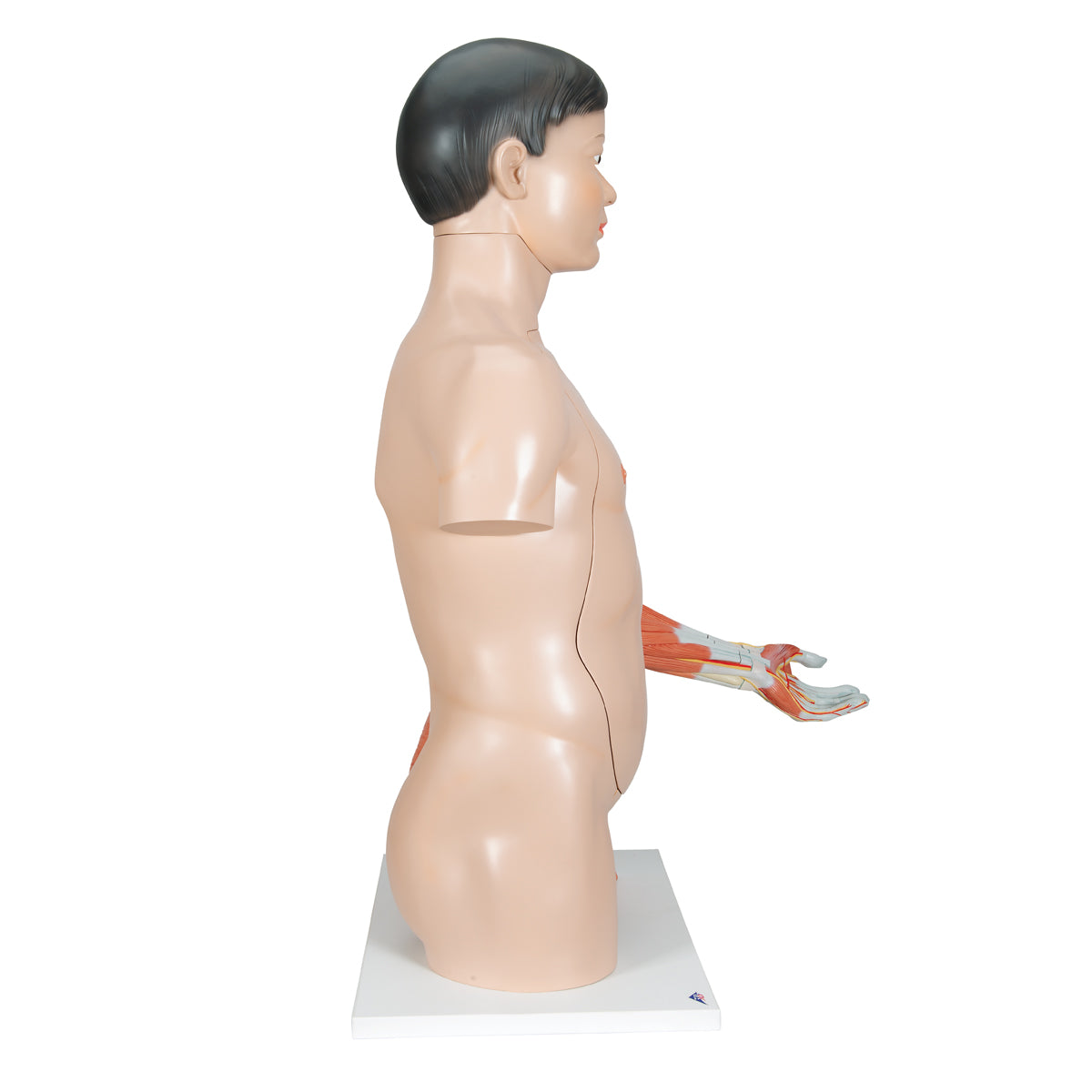 Life-Size Asian Dual Sex Human Torso Model with Muscular Arm, 33 part