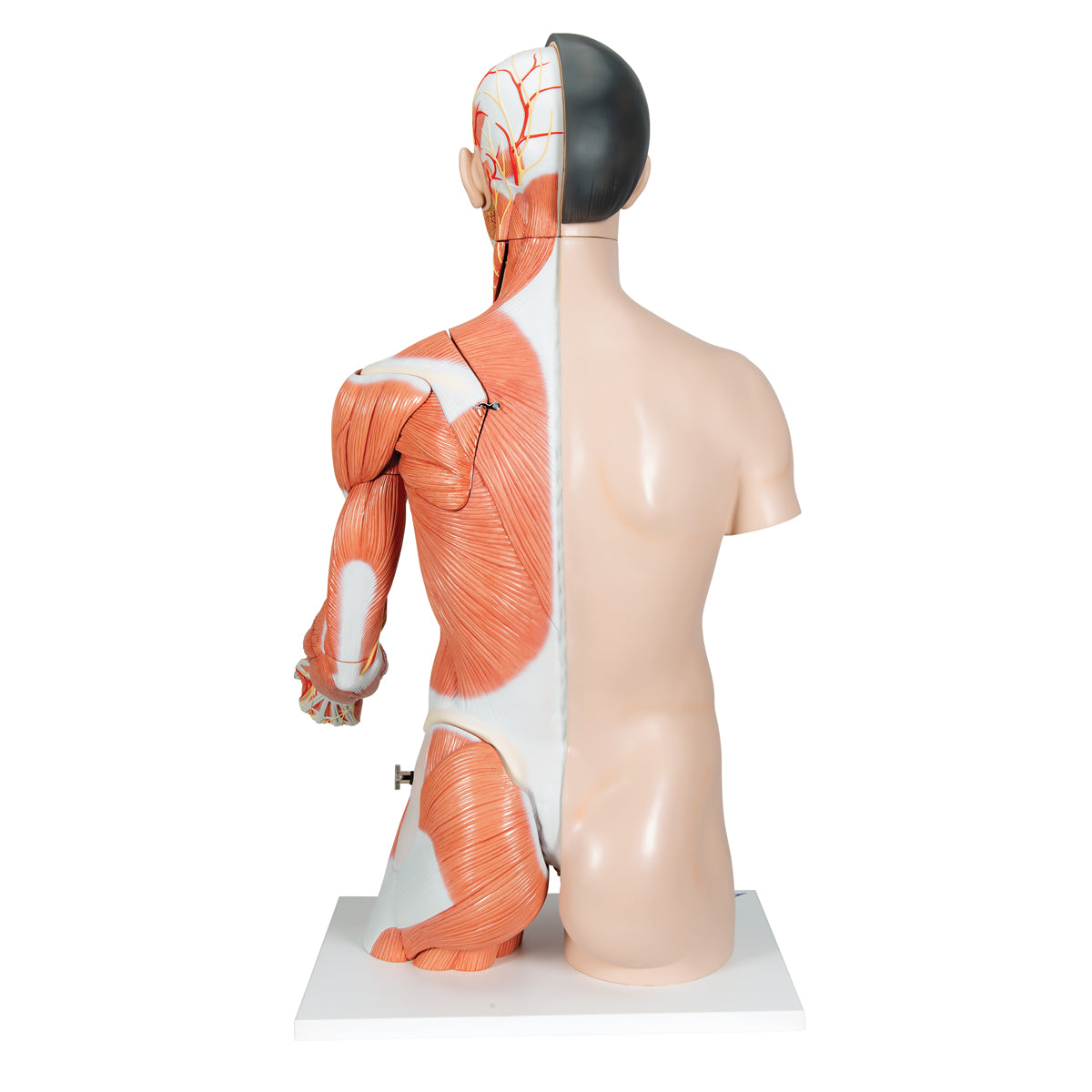 Life-Size Asian Dual Sex Human Torso Model with Muscular Arm, 33 part