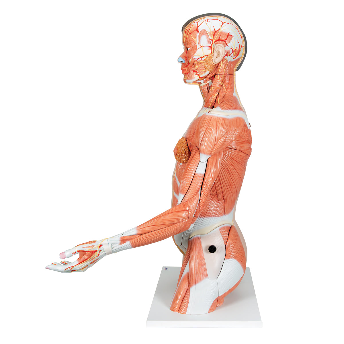 Life-Size Asian Dual Sex Human Torso Model with Muscular Arm, 33 part