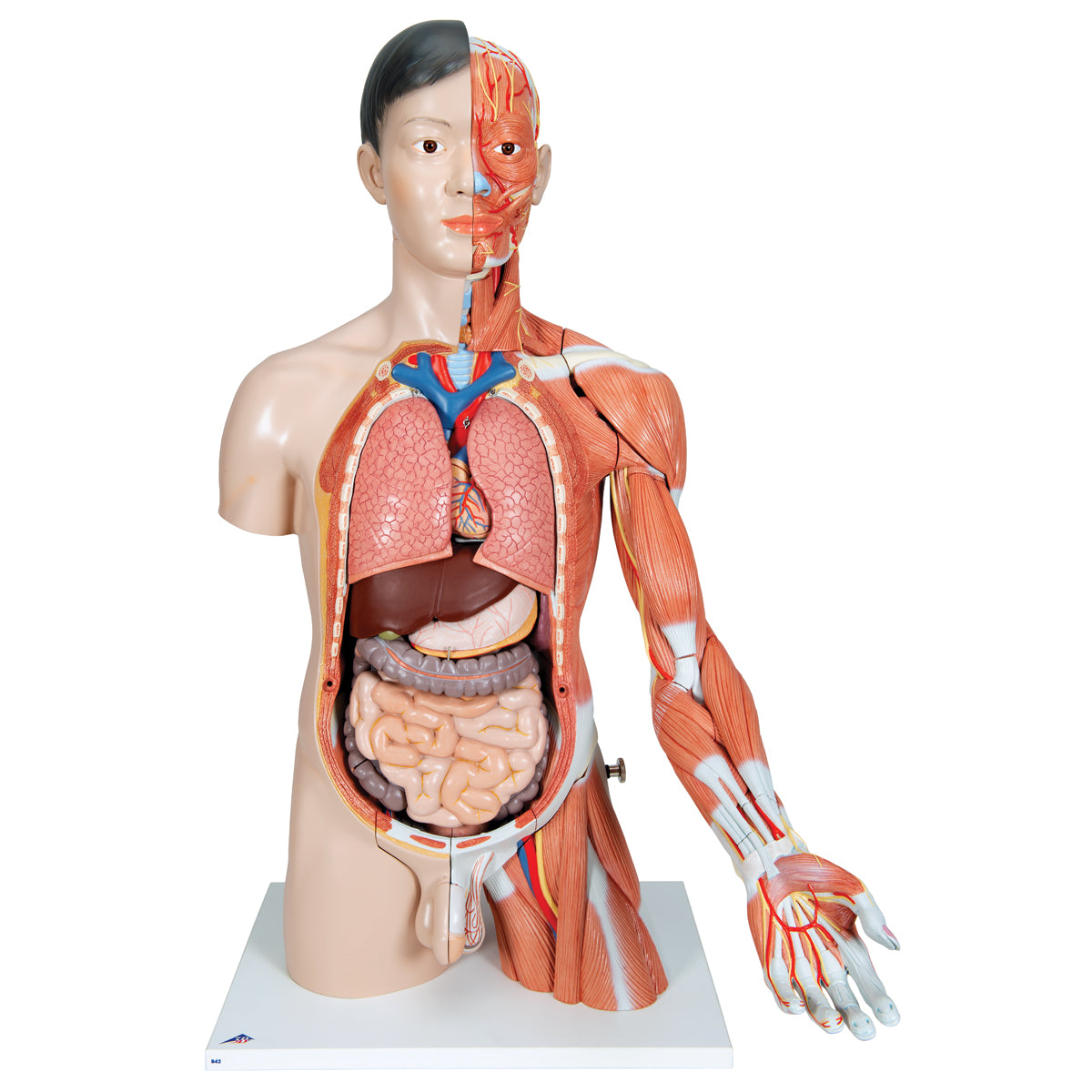 Life-Size Asian Dual Sex Human Torso Model with Muscular Arm, 33 part