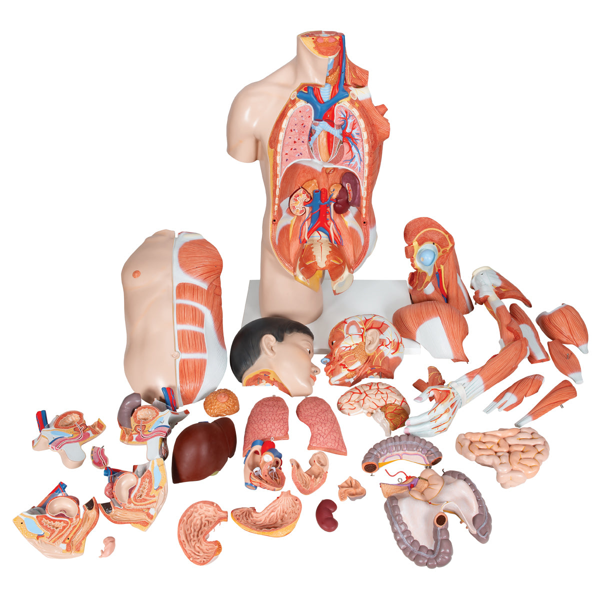 Life-Size Asian Dual Sex Human Torso Model with Muscular Arm, 33 part