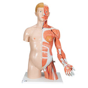 Life-Size Dual Sex Human Torso Model with Muscle Arm, 33 part