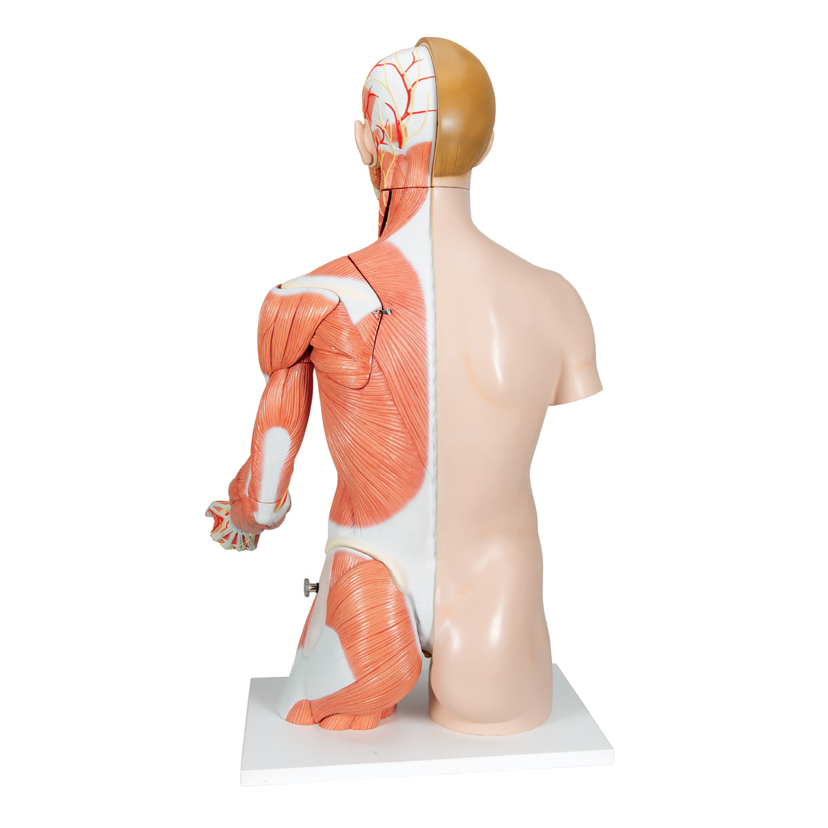 Life-Size Dual Sex Human Torso Model with Muscle Arm, 33 part