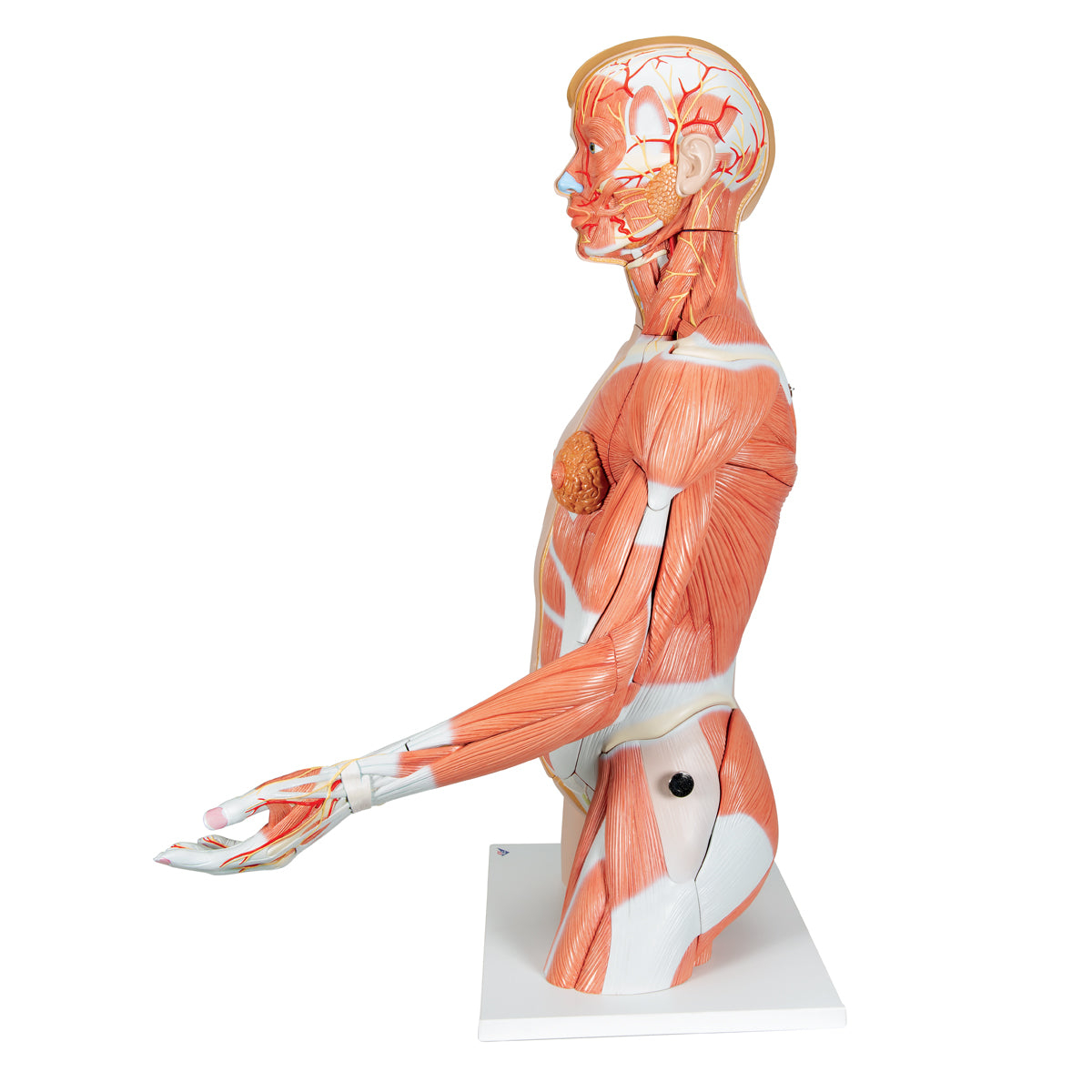 Life-Size Dual Sex Human Torso Model with Muscle Arm, 33 part