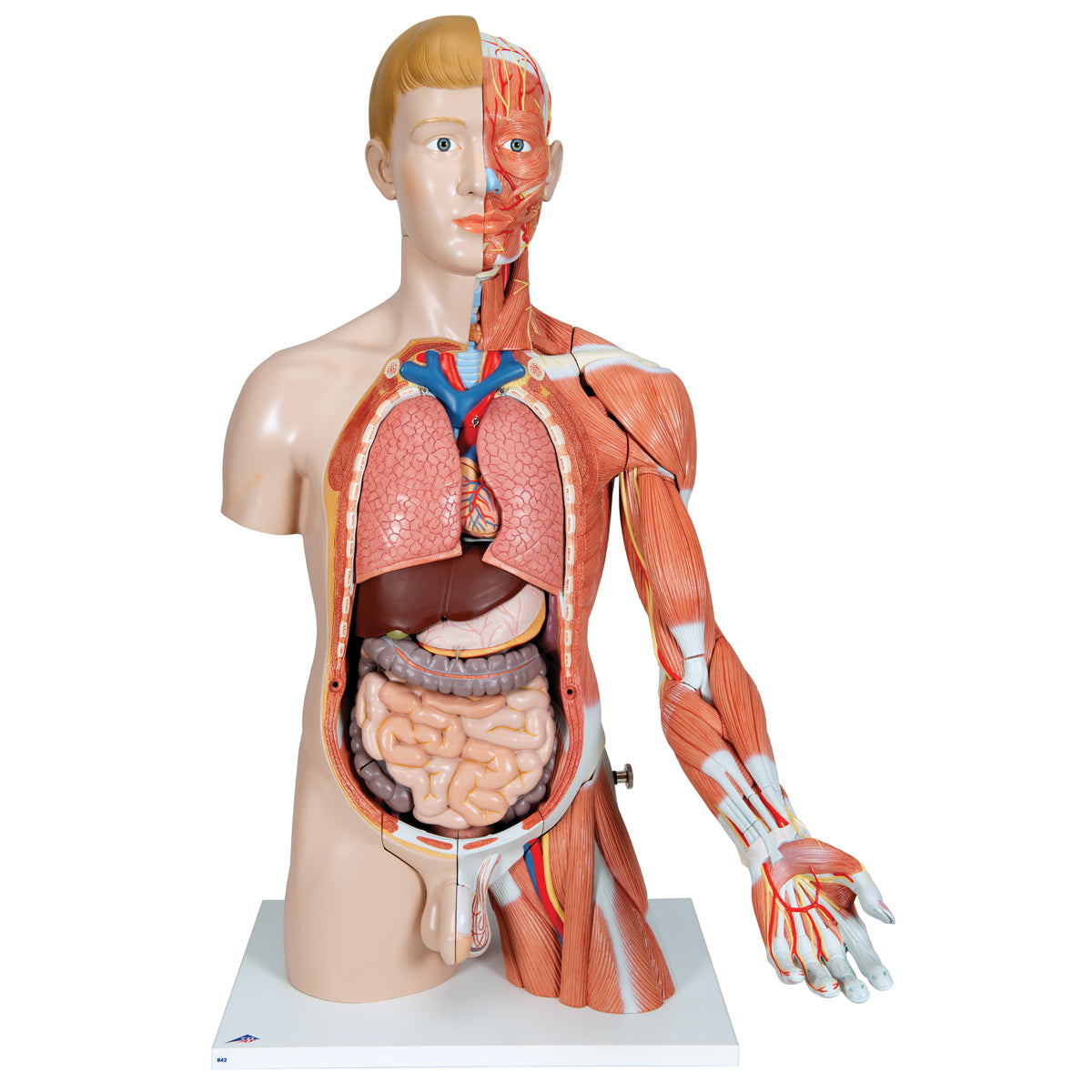 Life-Size Dual Sex Human Torso Model with Muscle Arm, 33 part