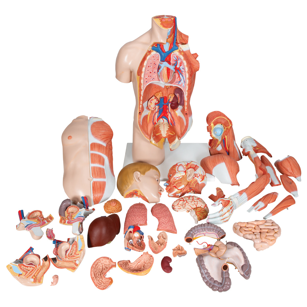 Life-Size Dual Sex Human Torso Model with Muscle Arm, 33 part