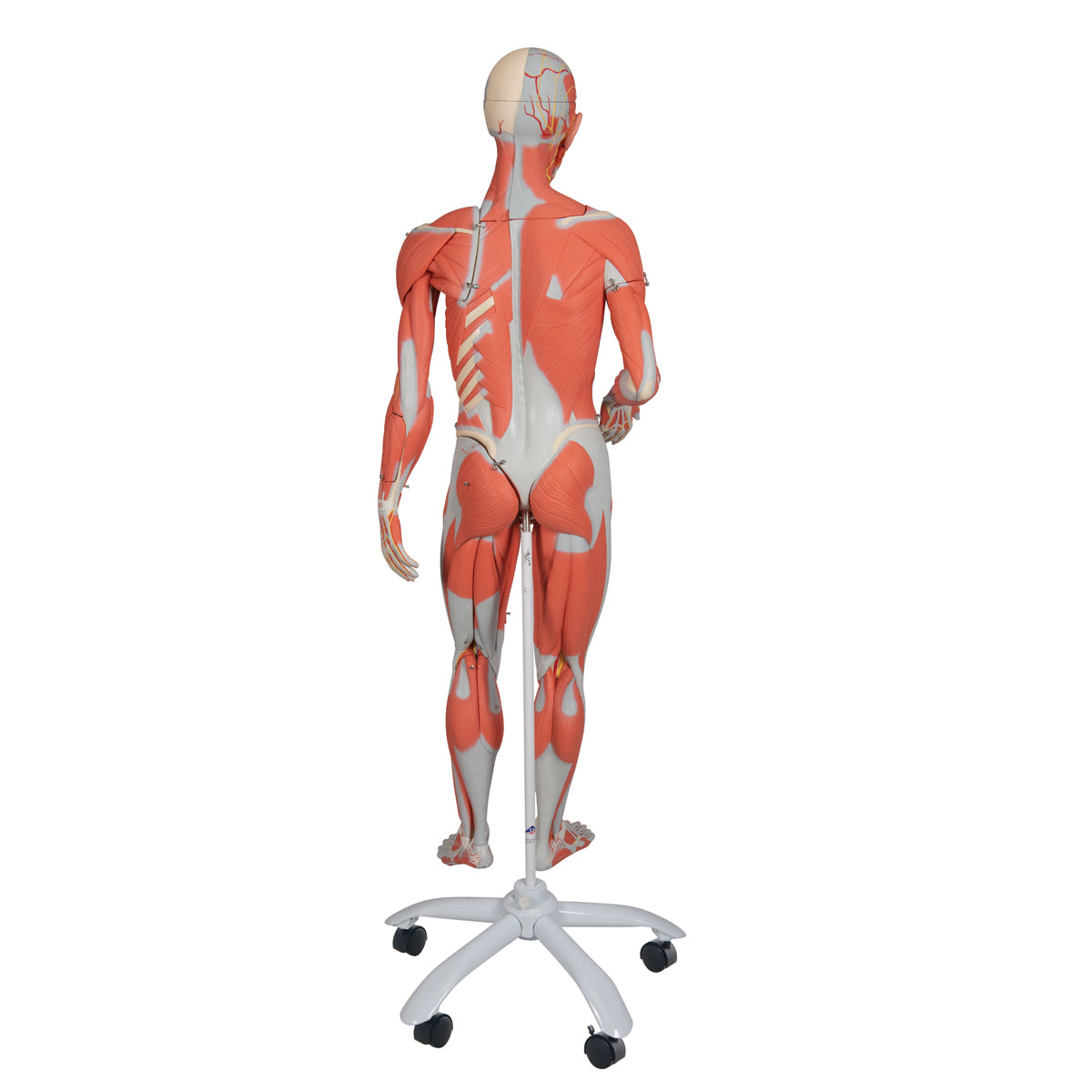 3/4 Life-Size Female Human Muscle Model without Internal Organs on Metal Stand, 23 part