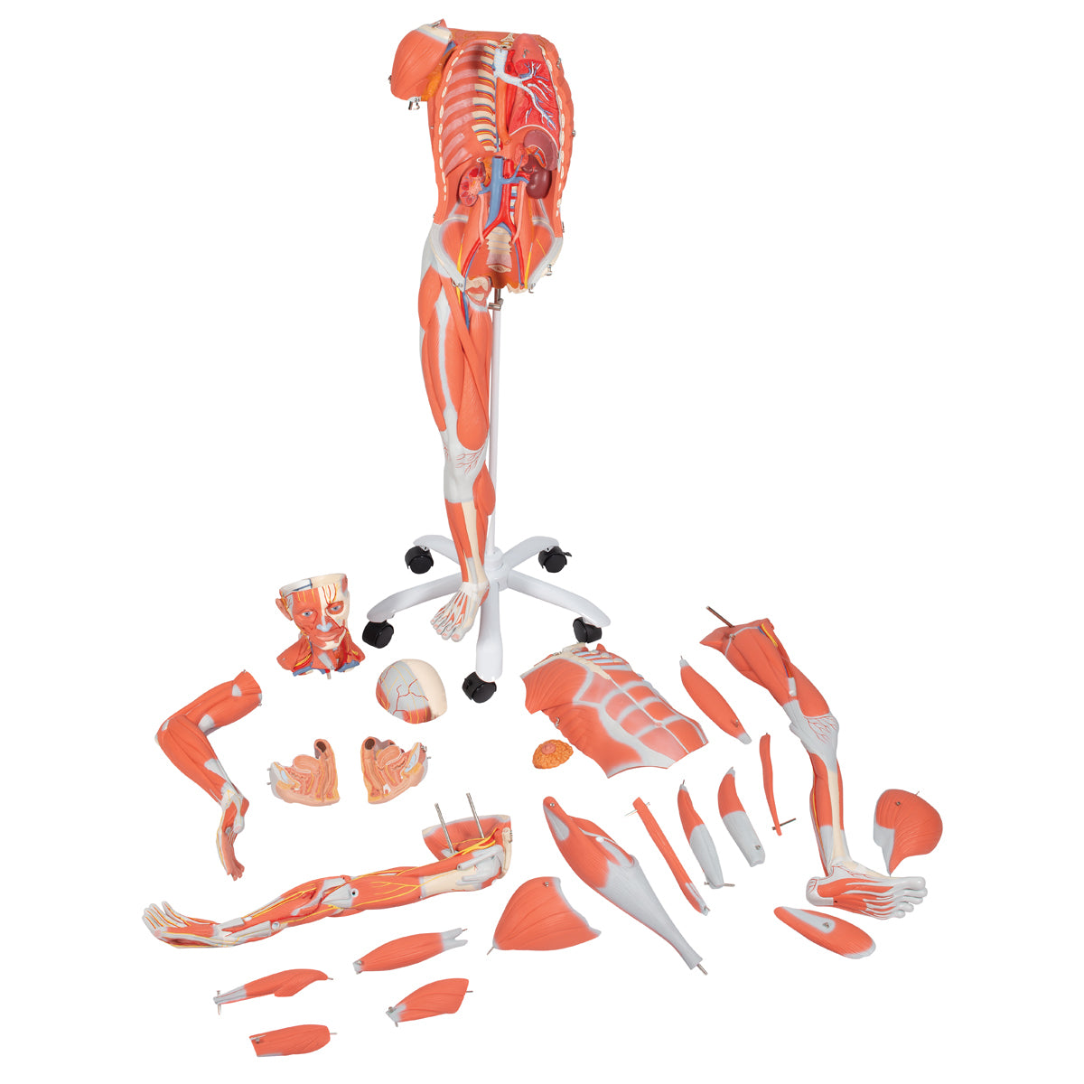 3/4 Life-Size Female Human Muscle Model without Internal Organs on Metal Stand, 23 part