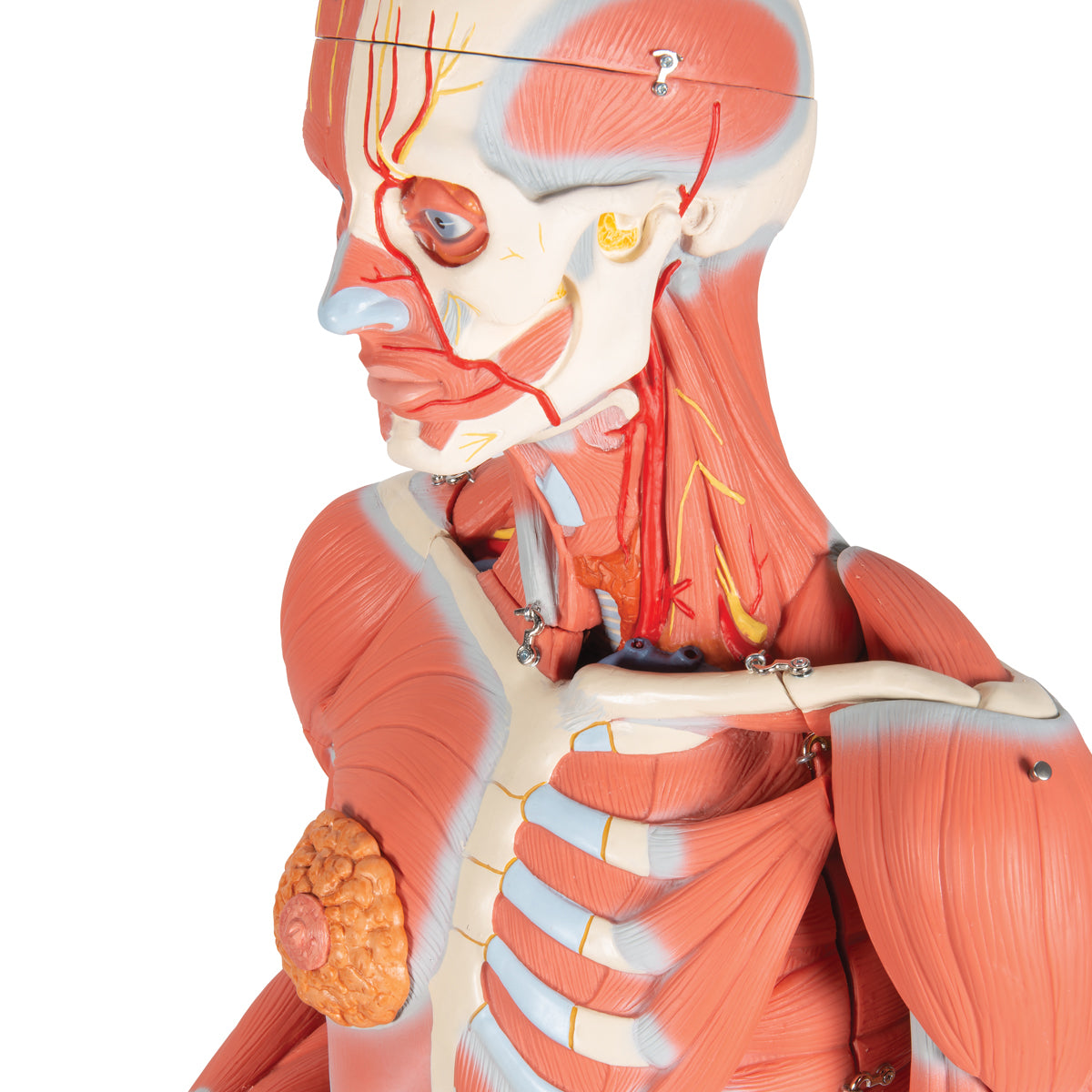 3/4 Life-Size Female Human Muscle Model without Internal Organs on Metal Stand, 23 part
