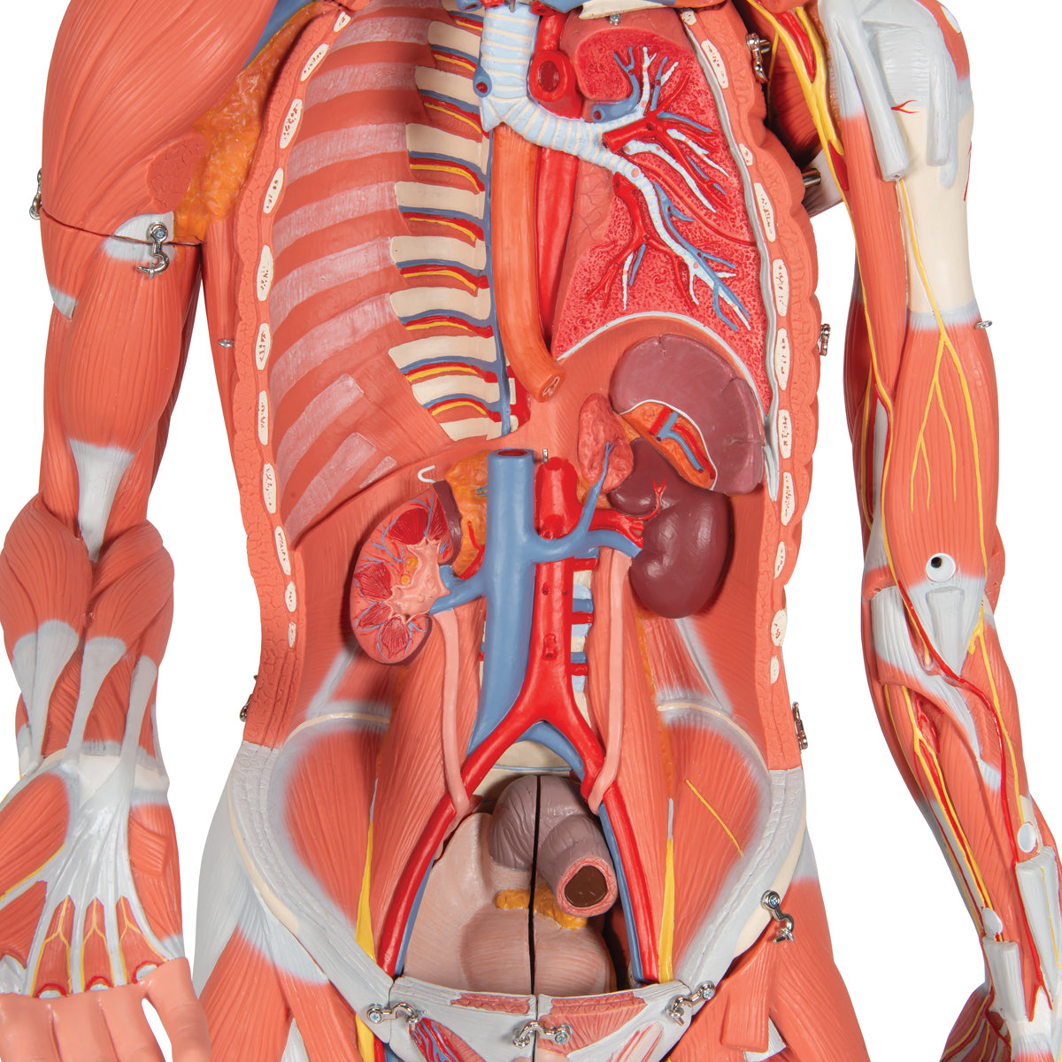 3/4 Life-Size Female Human Muscle Model without Internal Organs on Metal Stand, 23 part