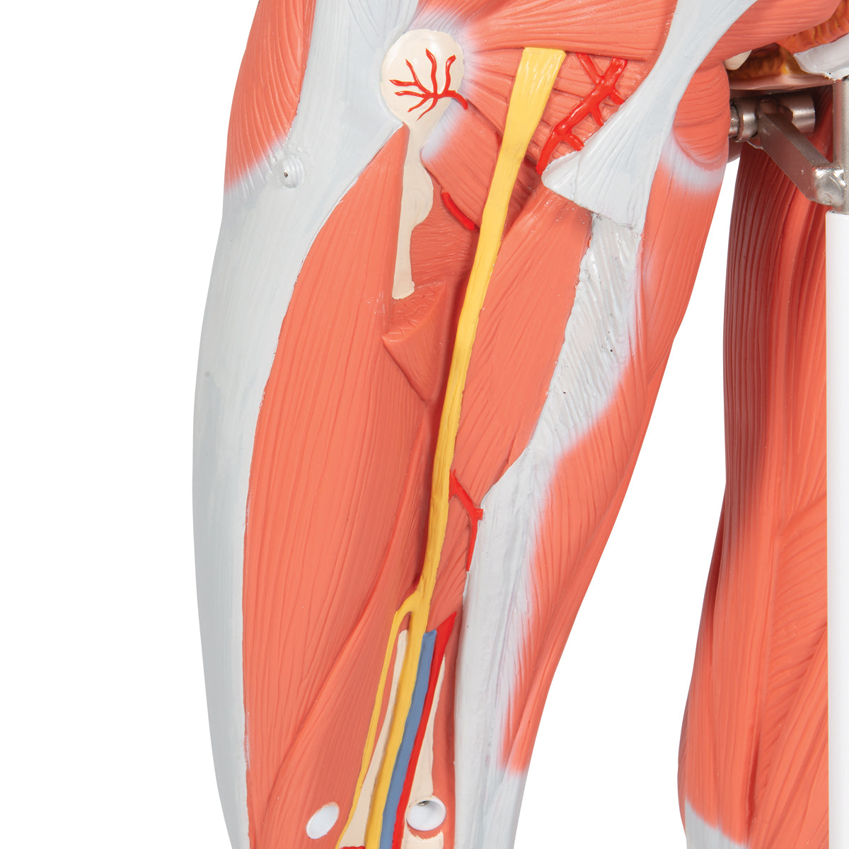 3/4 Life-Size Female Human Muscle Model without Internal Organs on Metal Stand, 23 part