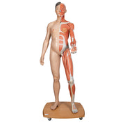 Life-Size Dual Sex Asian Human Figure, Half Side with Muscles, 39 part
