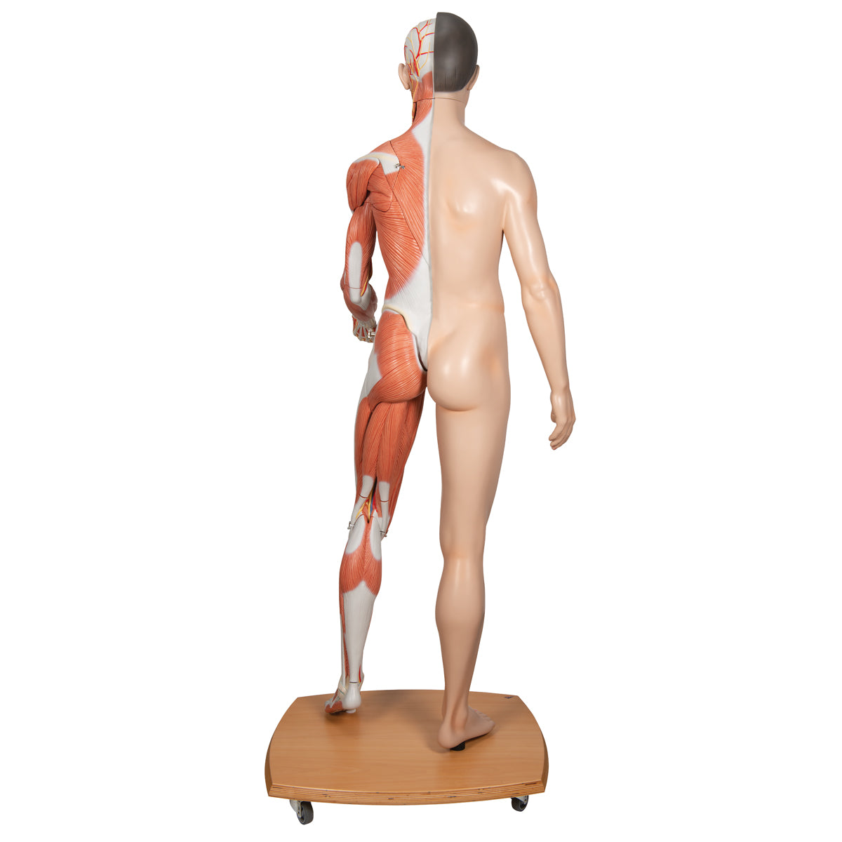 Life-Size Dual Sex Asian Human Figure, Half Side with Muscles, 39 part