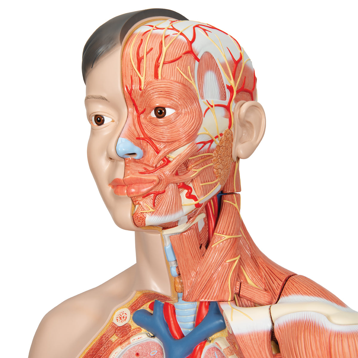 Life-Size Dual Sex Asian Human Figure, Half Side with Muscles, 39 part
