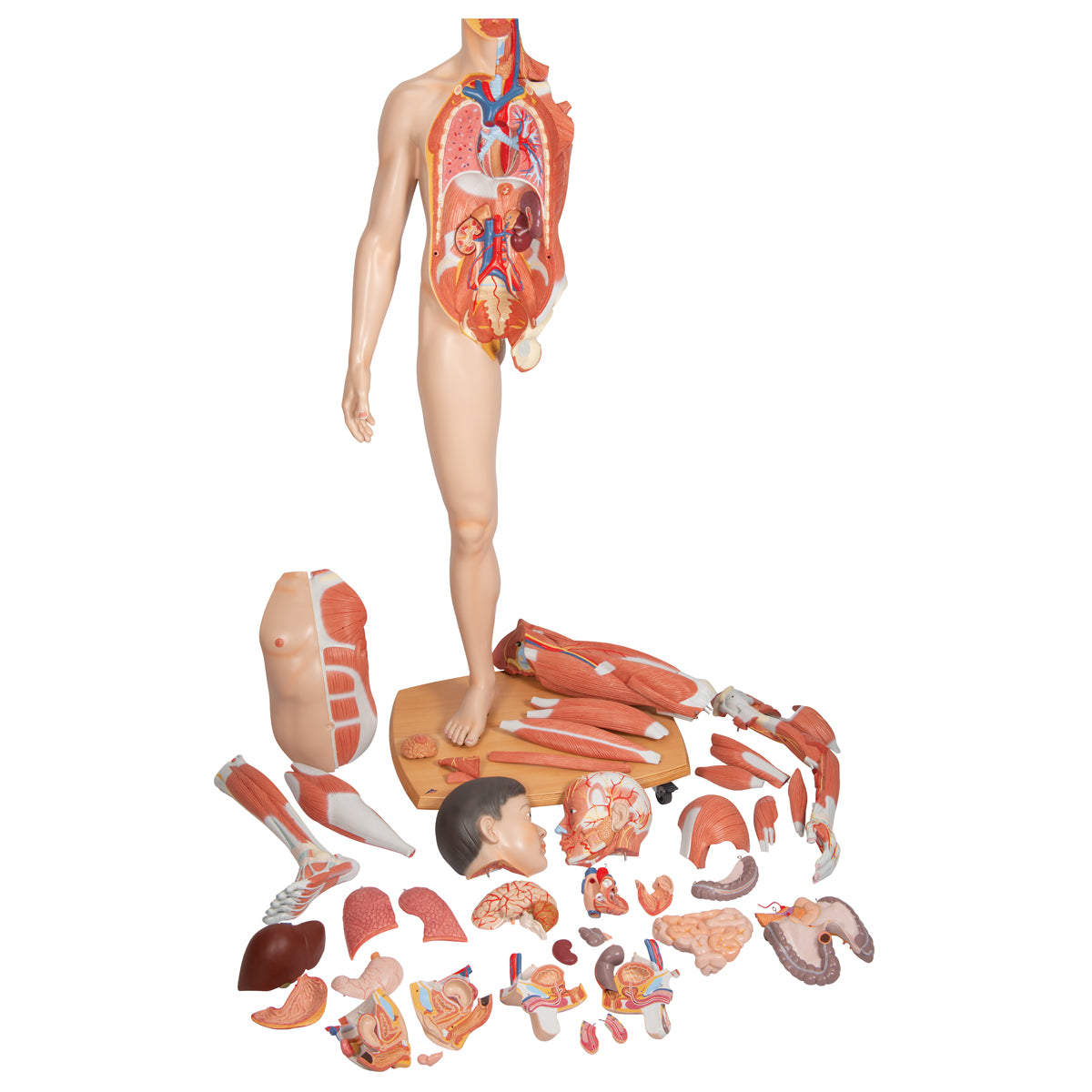 Life-Size Dual Sex Asian Human Figure, Half Side with Muscles, 39 part
