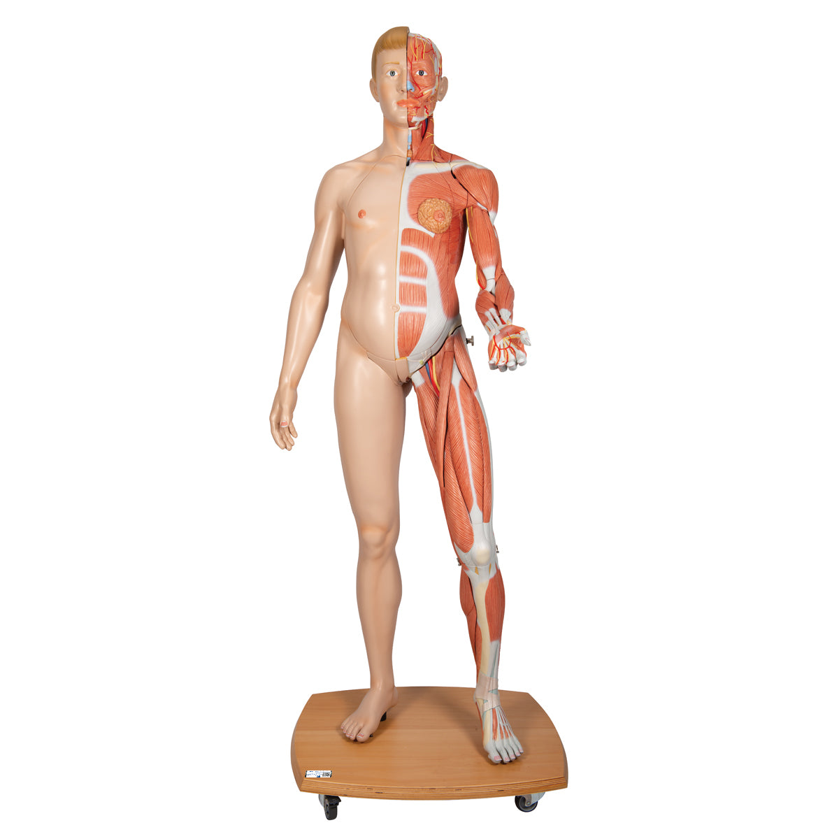 Life-Size Dual Sex Human Figure, Half Side with Muscles, 39 part