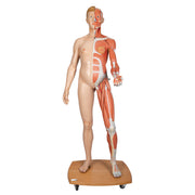 Life-Size Dual Sex Human Figure, Half Side with Muscles, 39 part