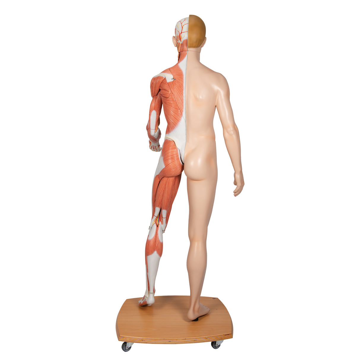 Life-Size Dual Sex Human Figure, Half Side with Muscles, 39 part