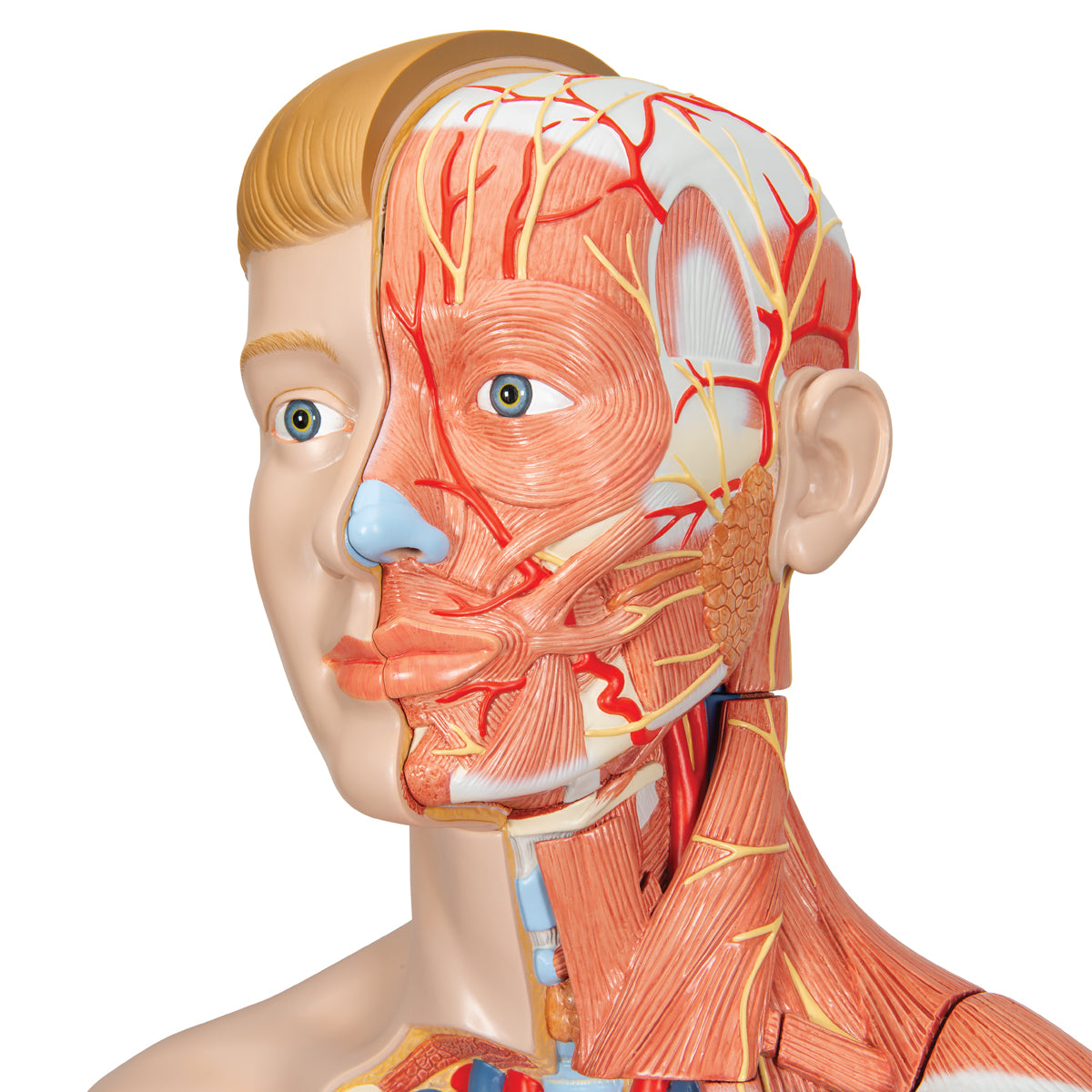 Life-Size Dual Sex Human Figure, Half Side with Muscles, 39 part