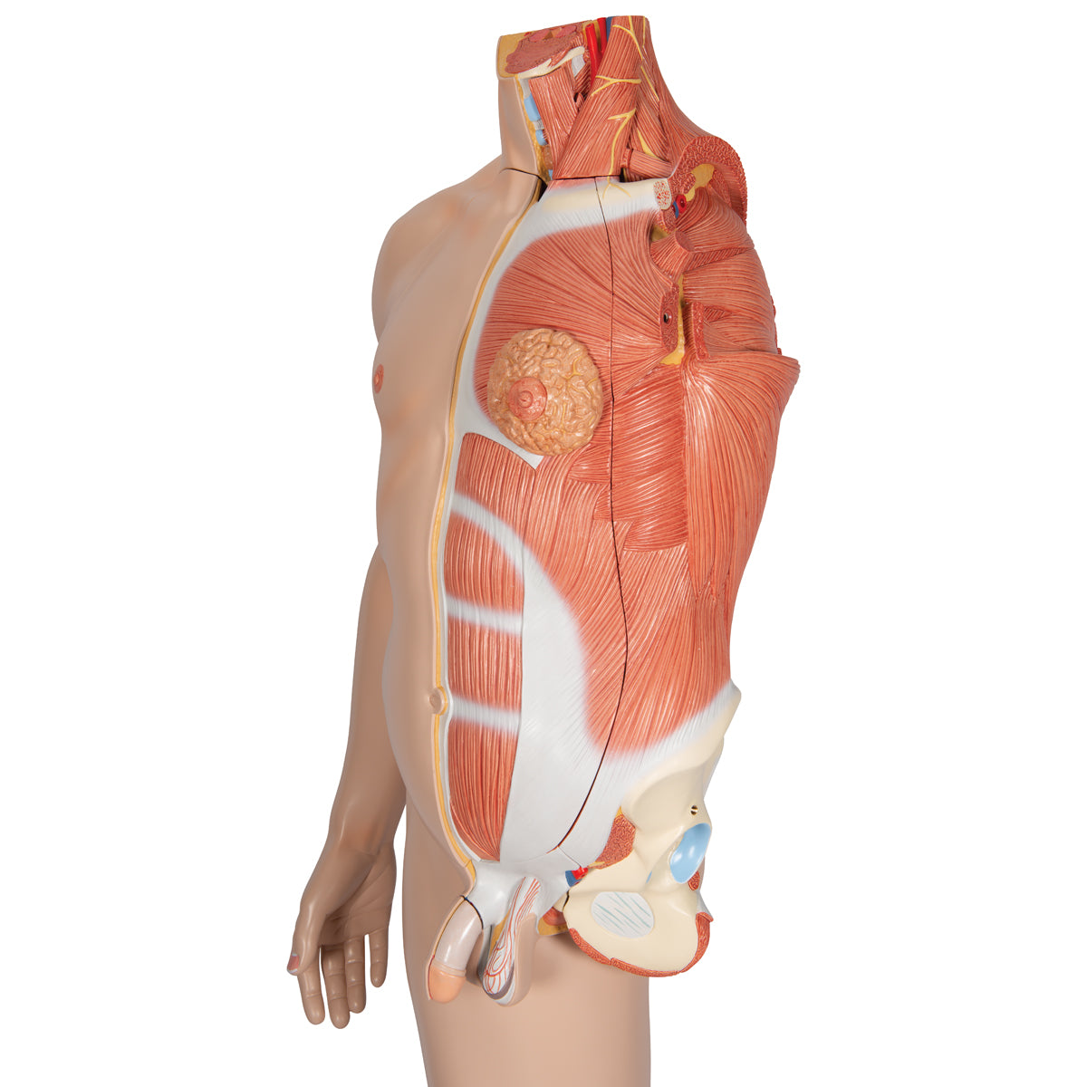 Life-Size Dual Sex Human Figure, Half Side with Muscles, 39 part