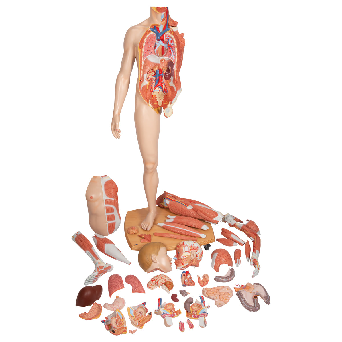 Life-Size Dual Sex Human Figure, Half Side with Muscles, 39 part