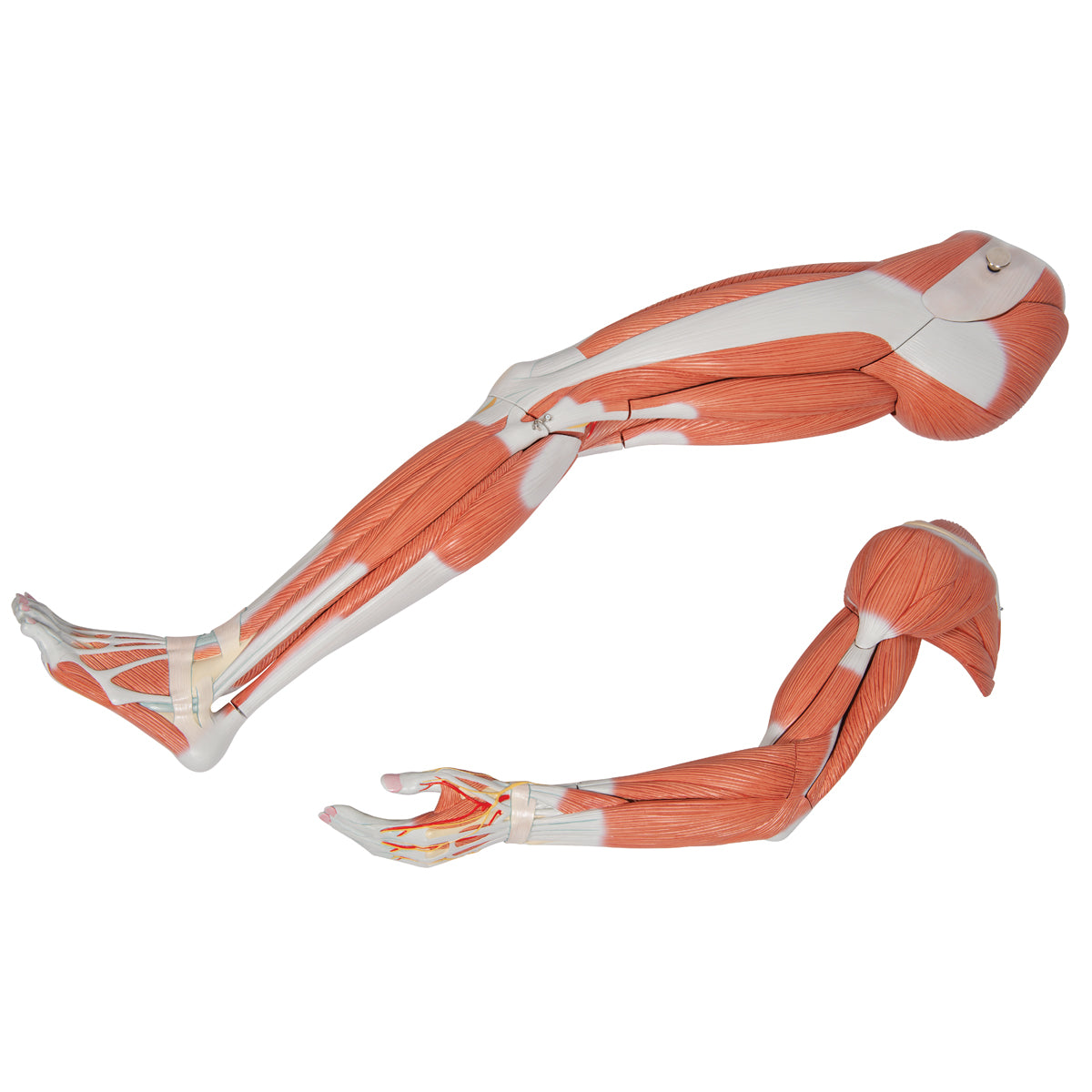 Life-Size Dual Sex Human Figure, Half Side with Muscles, 39 part
