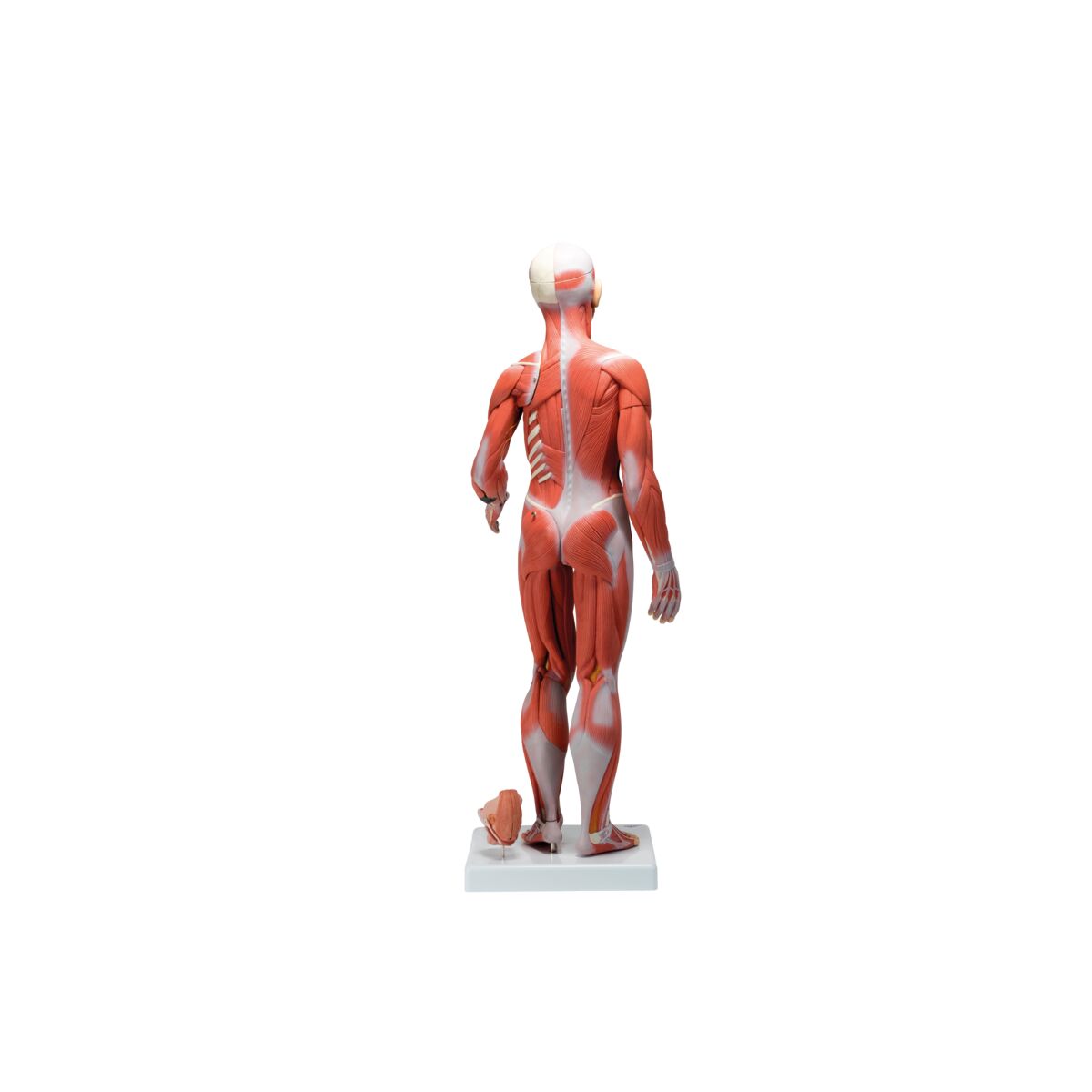 1/2 Life-Size Complete Human Dual Sex Muscle Model, 33 part