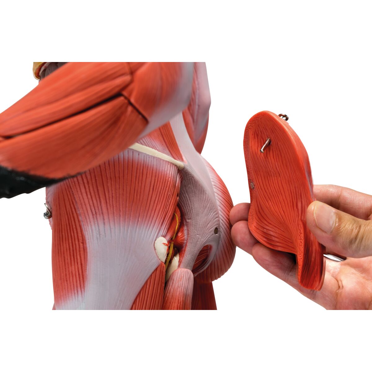 1/2 Life-Size Complete Human Dual Sex Muscle Model, 33 part