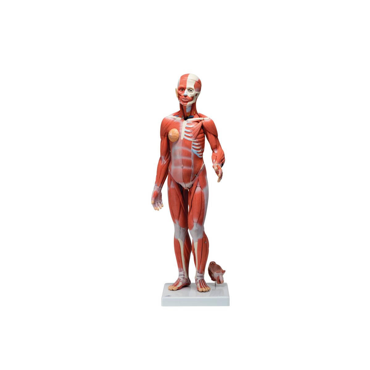 1/2 Life-Size Complete Human Female Muscle Figure, without Internal Organs, 21 part