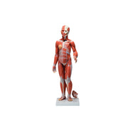 1/2 Life-Size Complete Human Female Muscle Figure, without Internal Organs, 21 part