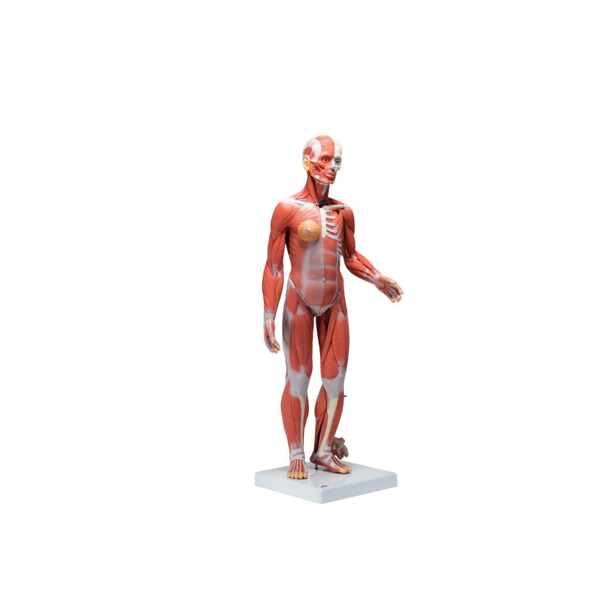 1/2 Life-Size Complete Human Female Muscle Figure, without Internal Organs, 21 part