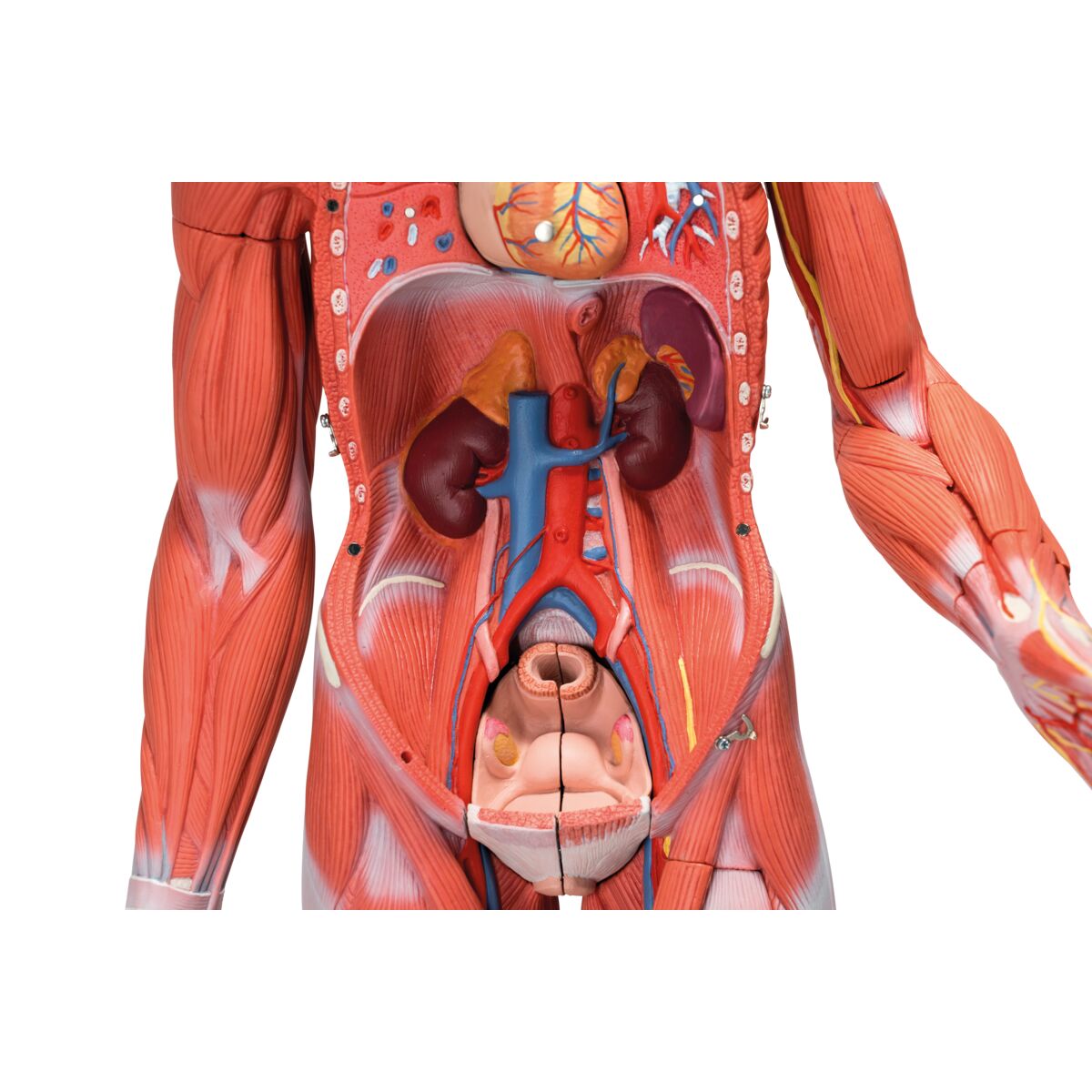 1/2 Life-Size Complete Human Female Muscle Figure, without Internal Organs, 21 part
