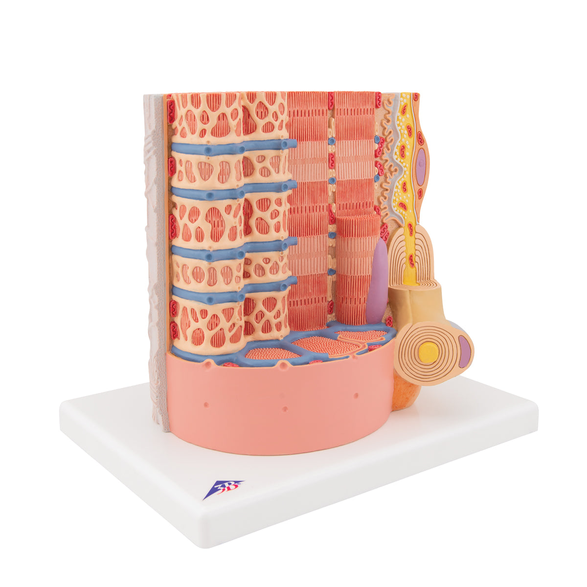 3B MICROanatomy Human Muscle Fiber Model, 10,000 times magnified