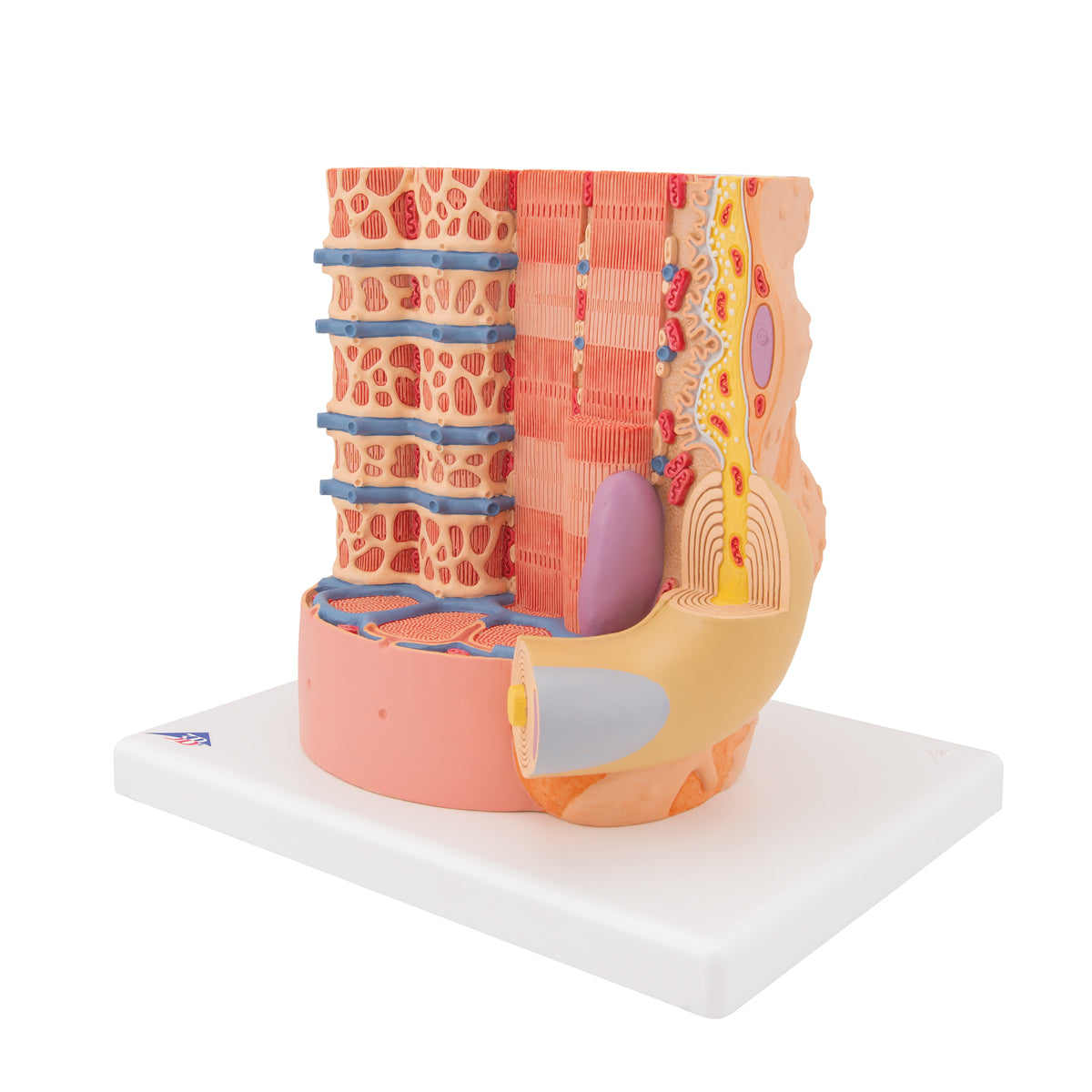 3B MICROanatomy Human Muscle Fiber Model, 10,000 times magnified