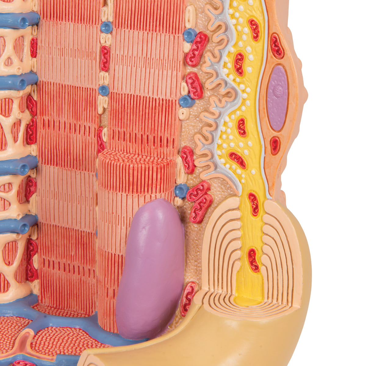 3B MICROanatomy Human Muscle Fiber Model, 10,000 times magnified