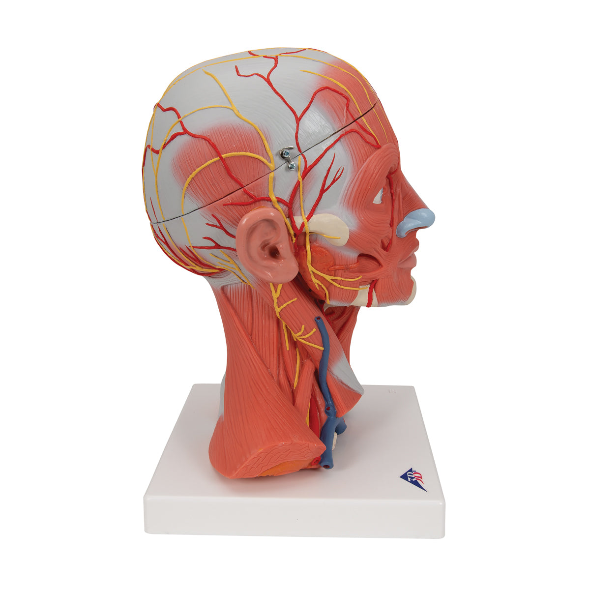 Head and Neck Musculature Model, 5 part