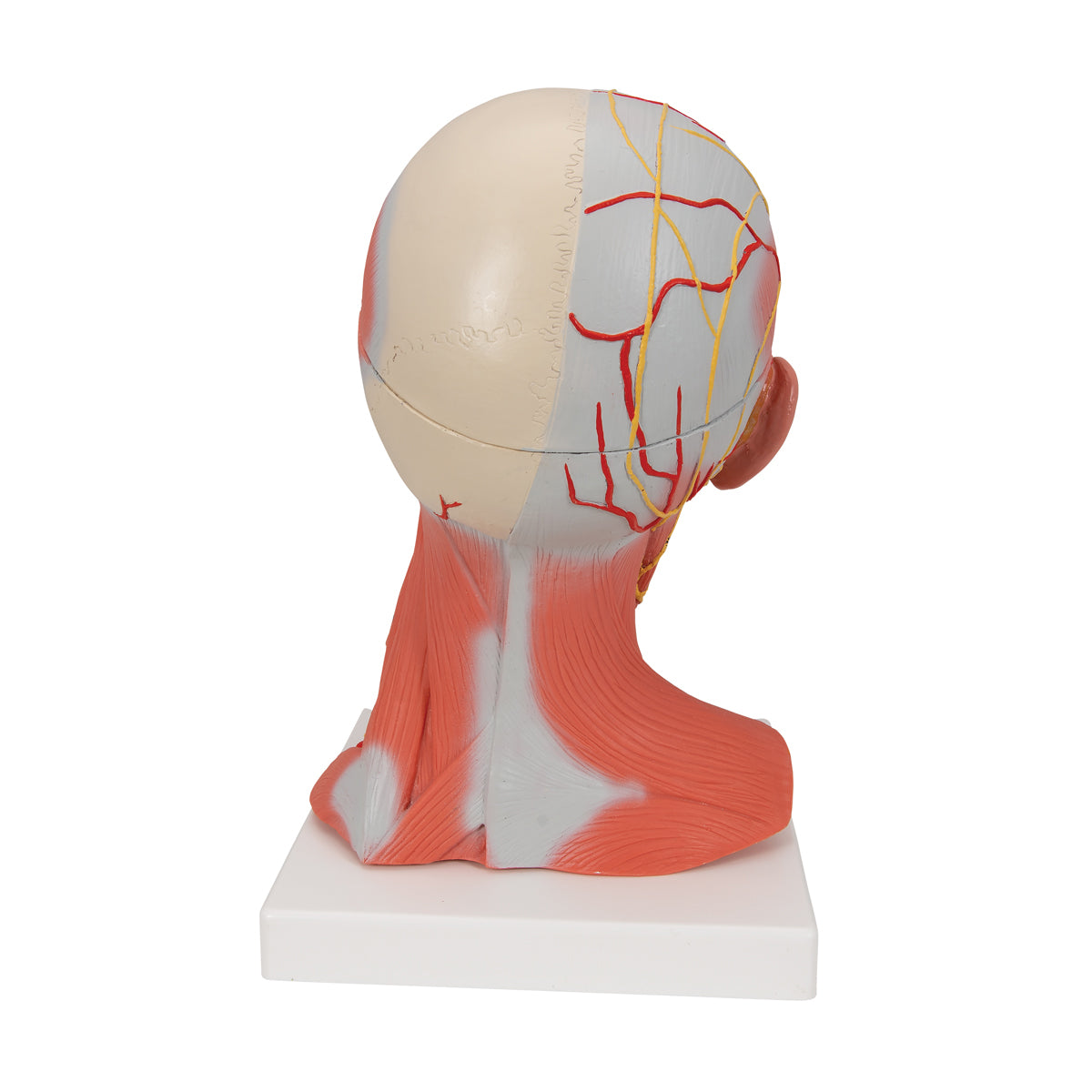 Head and Neck Musculature Model, 5 part