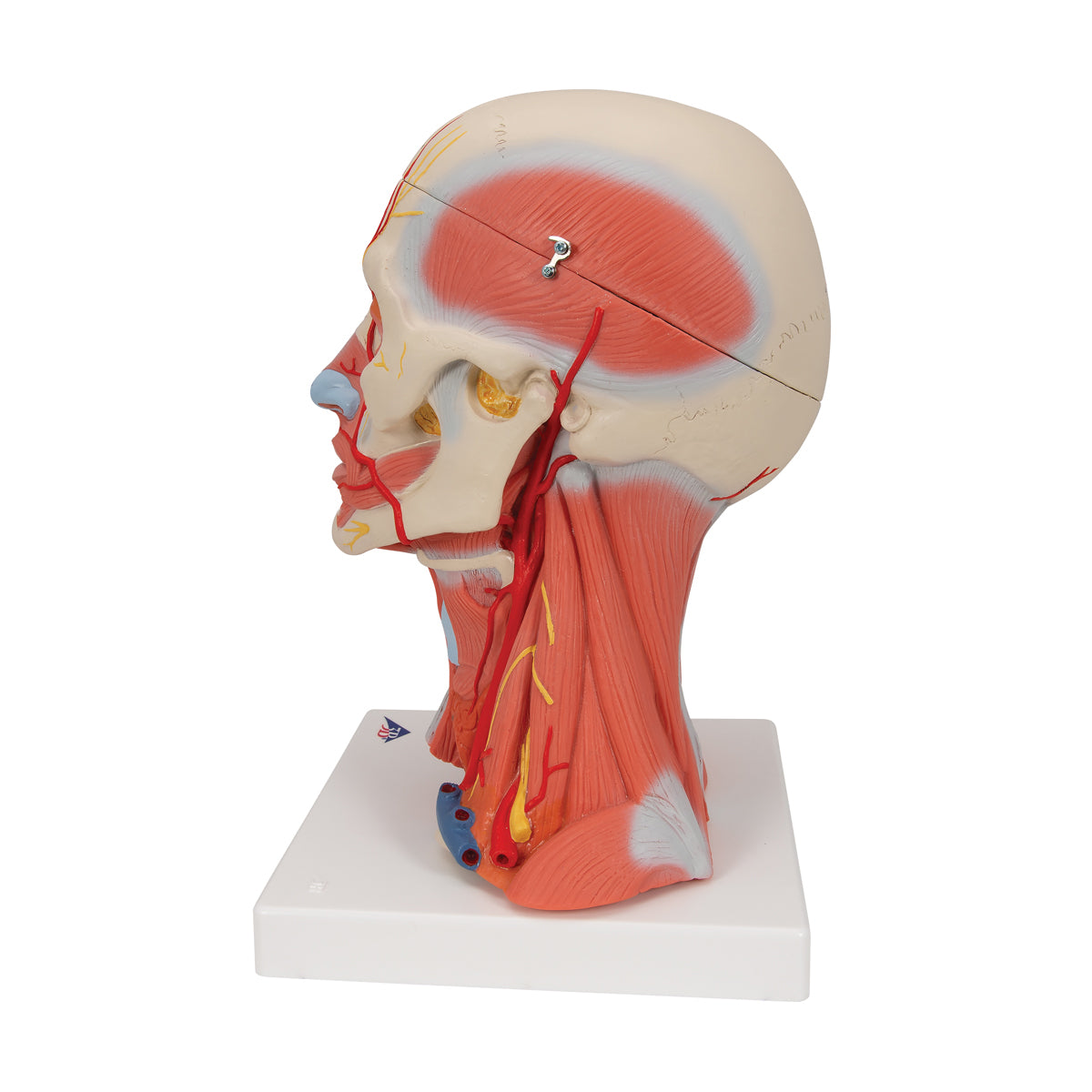 Head and Neck Musculature Model, 5 part