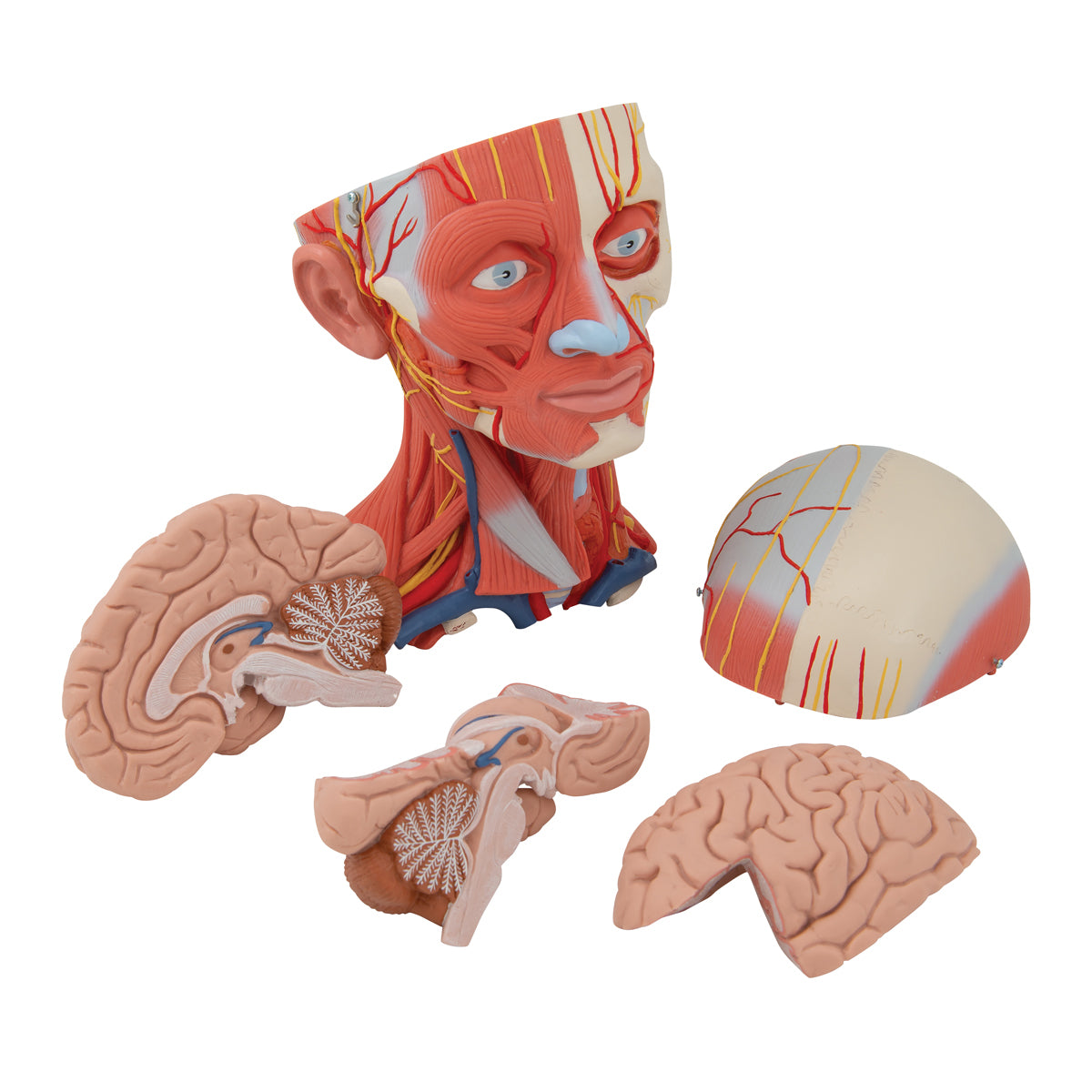 Head and Neck Musculature Model, 5 part