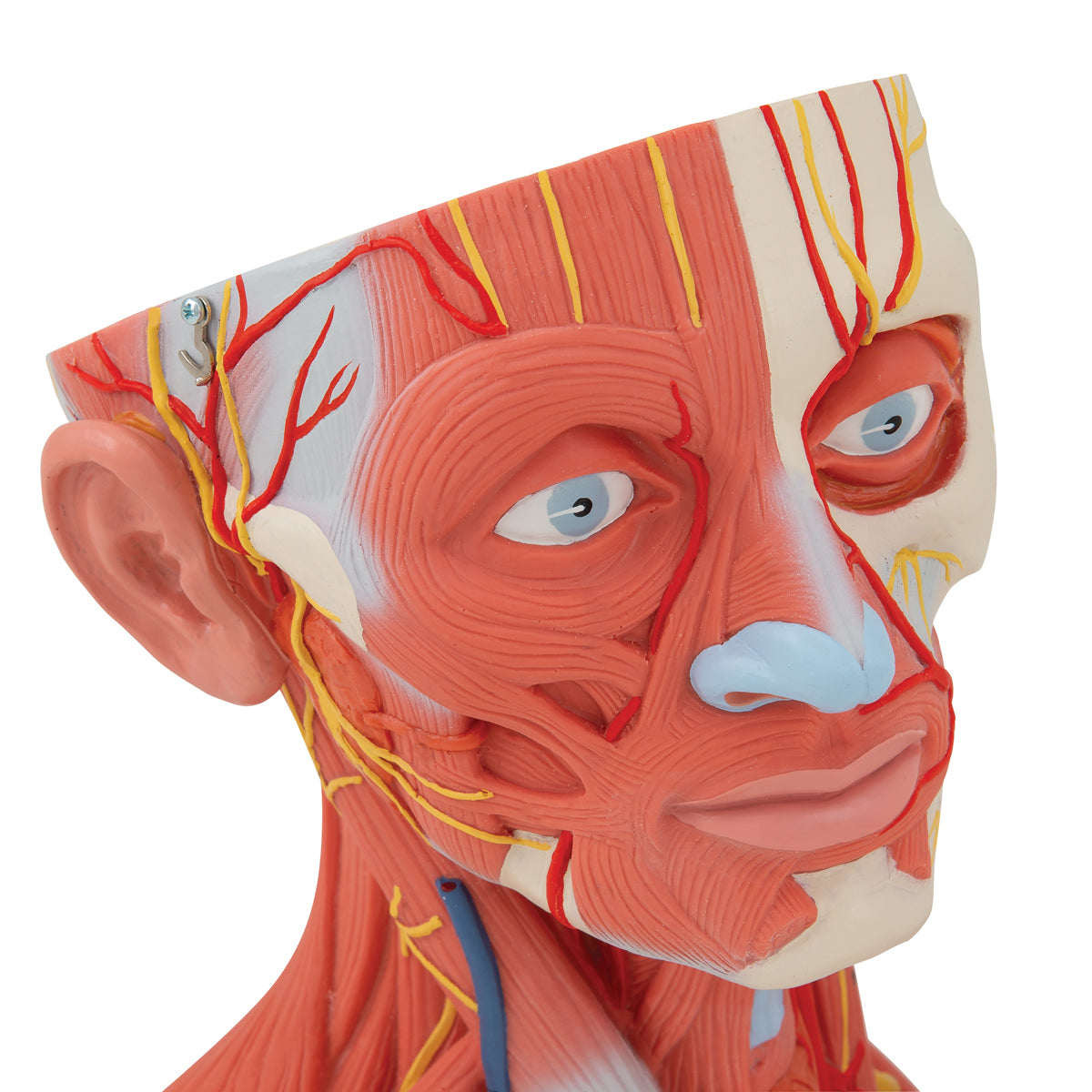 Head and Neck Musculature Model, 5 part