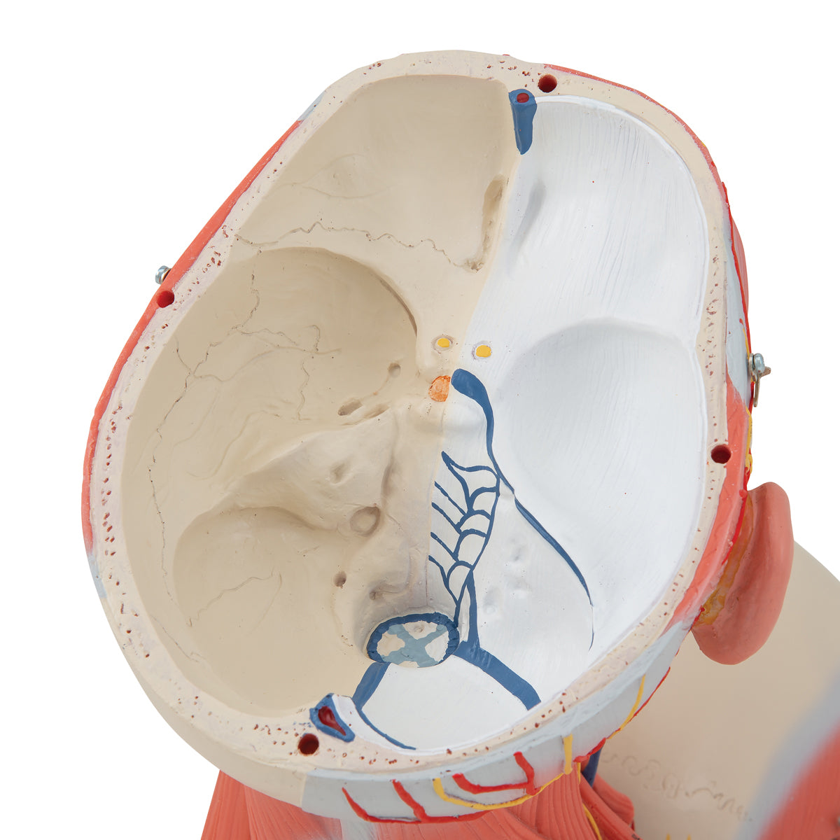 Head and Neck Musculature Model, 5 part