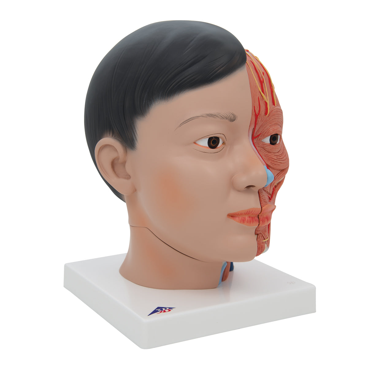 Asian Deluxe Head Model with Neck, 4 part