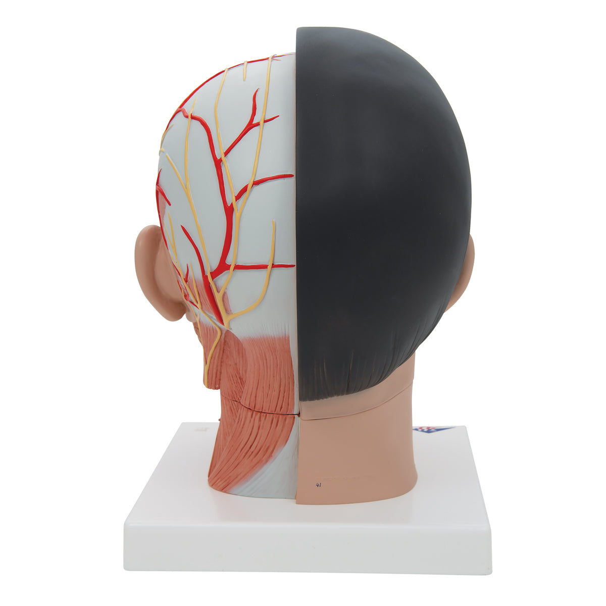 Asian Deluxe Head Model with Neck, 4 part
