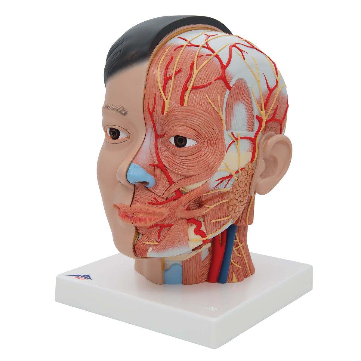 Asian Deluxe Head Model with Neck, 4 part
