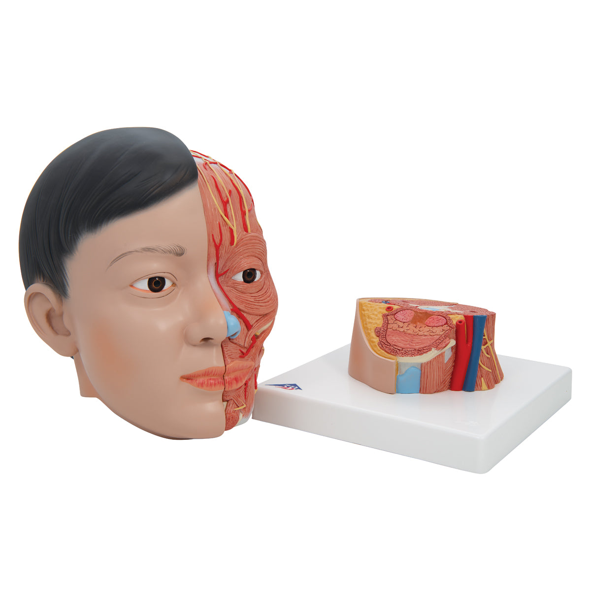 Asian Deluxe Head Model with Neck, 4 part